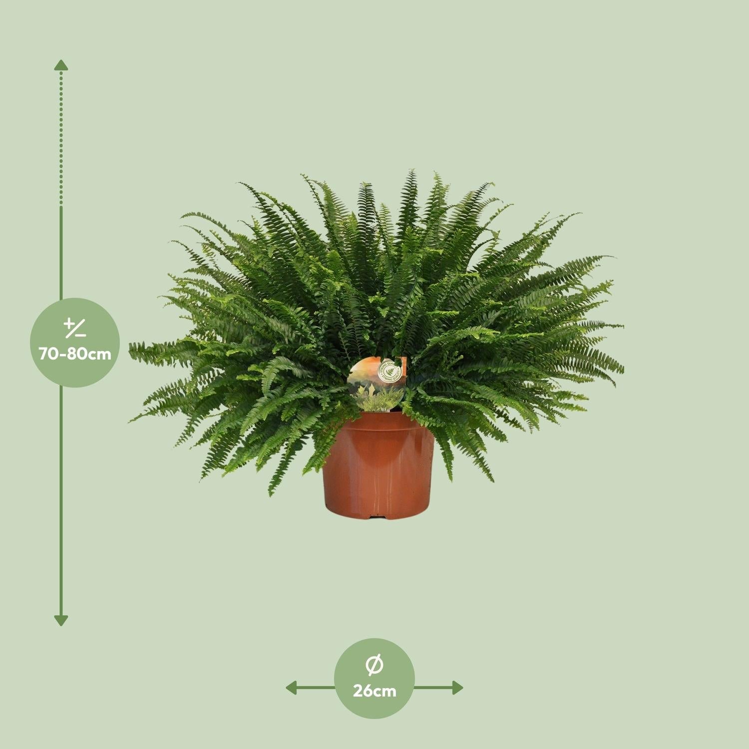 Grüner Farn „Green Lady“ (Nephrolepis) – 30–80 cm - Green Guardia - Ihr Experte für Schädlinge und Pflanzen