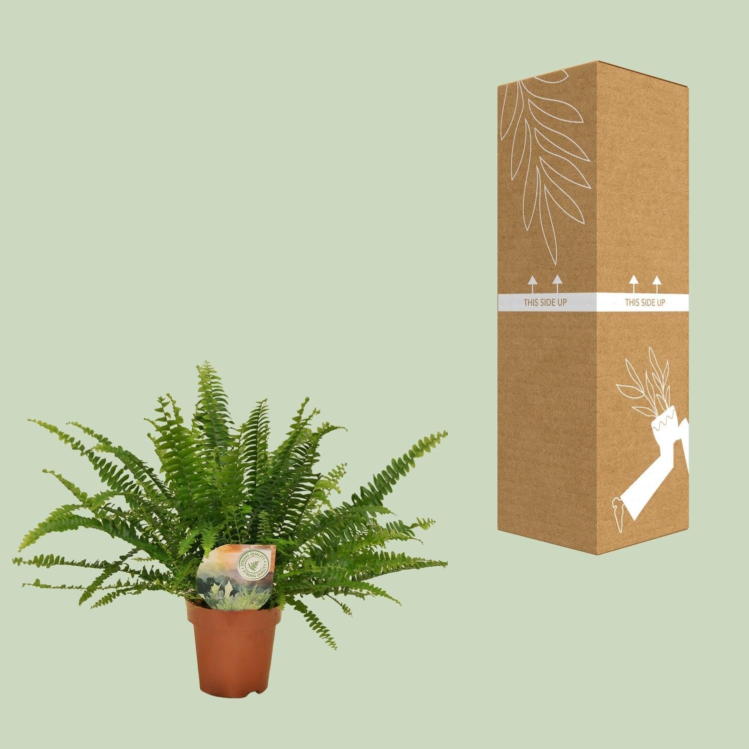 Grüner Farn „Green Lady“ (Nephrolepis) – 30–80 cm - Green Guardia - Ihr Experte für Schädlinge und Pflanzen