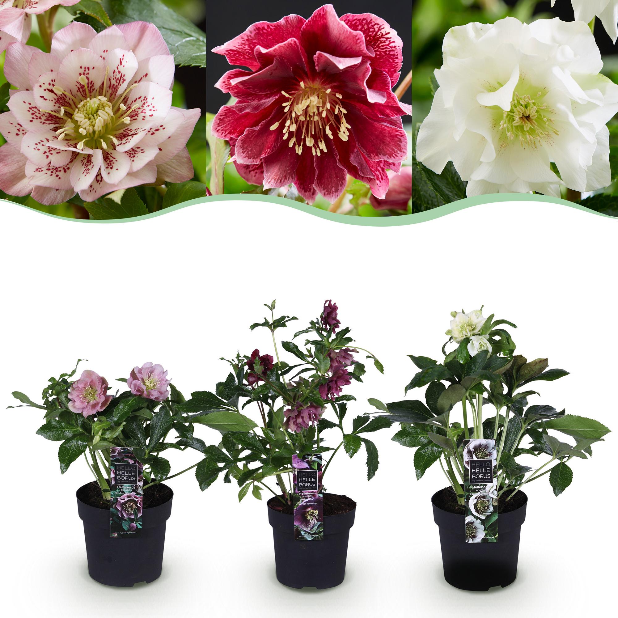 Helleborus orientalis ‘Double Tricolour’ – immergrün & pflegeleicht – 3 Pflanzen – rosa - rot - weiße Blüte – 14 cm Topf, ca. 35 cm hoch - Green Guardia - Ihr Experte für Schädlinge und Pflanzen