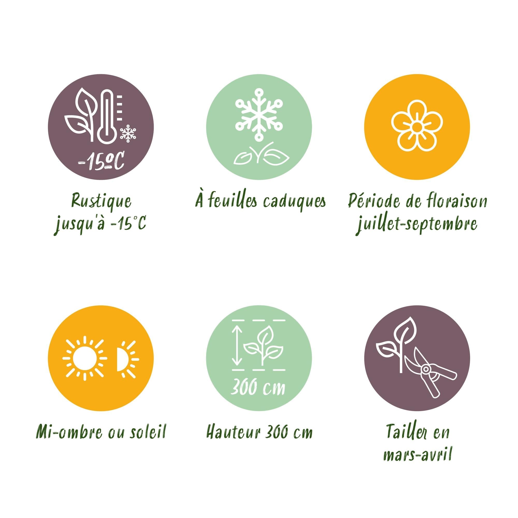 Hibiscus ‘Hamabo’ – laubabwerfend, hellrosa blühend, 17 cm Topf, 45 cm hoch - Green Guardia - Ihr Experte für Schädlinge und Pflanzen