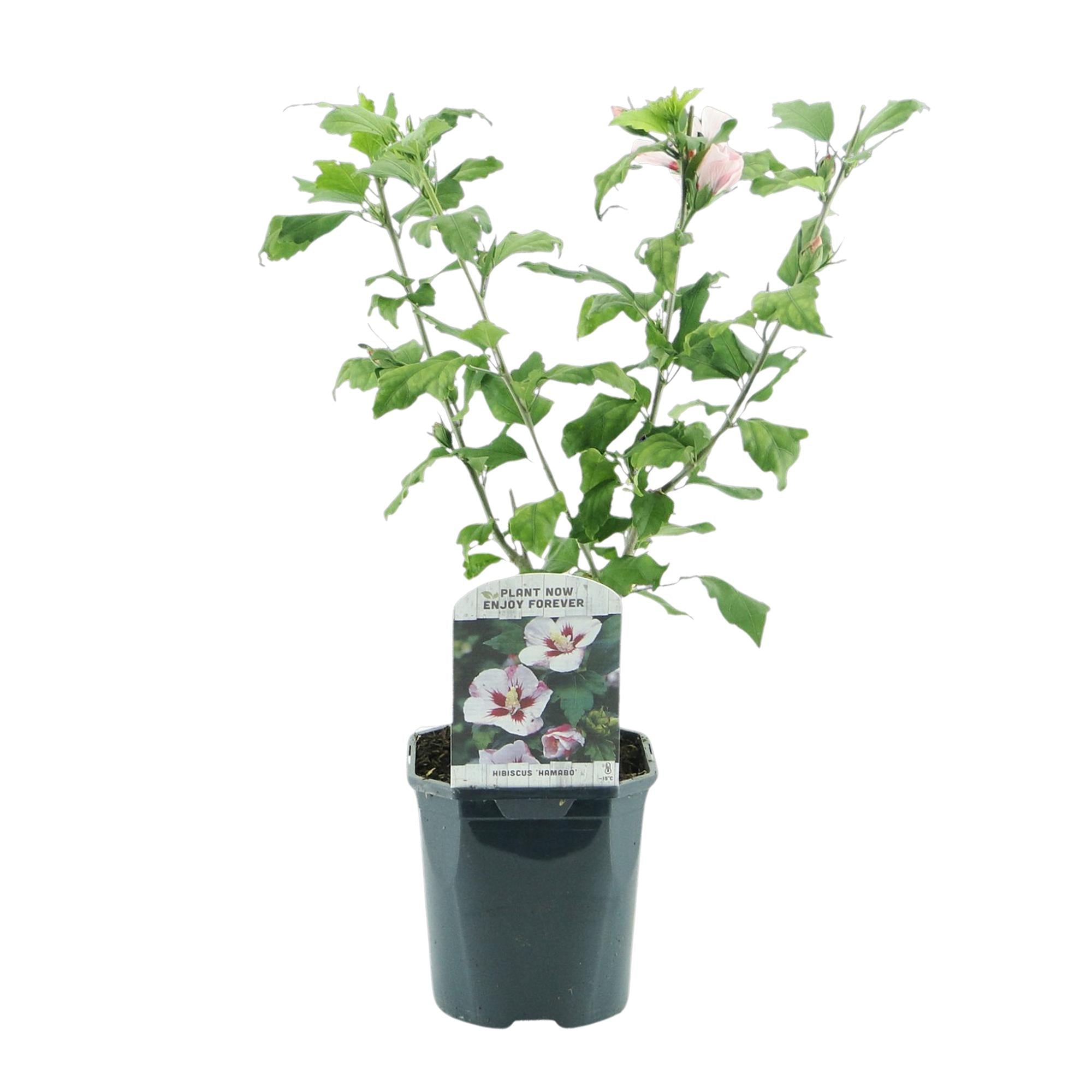 Hibiscus ‘Hamabo’ – laubabwerfend, hellrosa blühend, 17 cm Topf, 45 cm hoch - Green Guardia - Ihr Experte für Schädlinge und Pflanzen