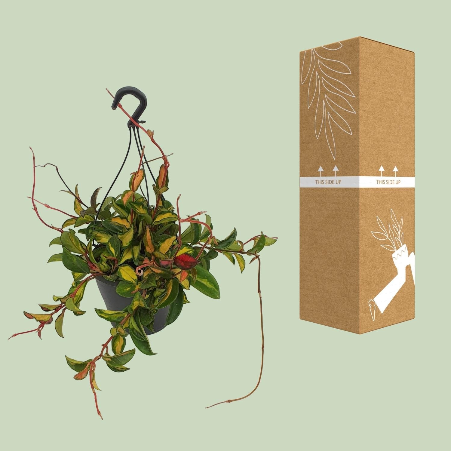 Hoya Carnosa ‘Tricolor’ – Wachsblume - 19 cm Topf, 20 cm hoch - Green Guardia - Ihr Experte für Schädlinge und Pflanzen