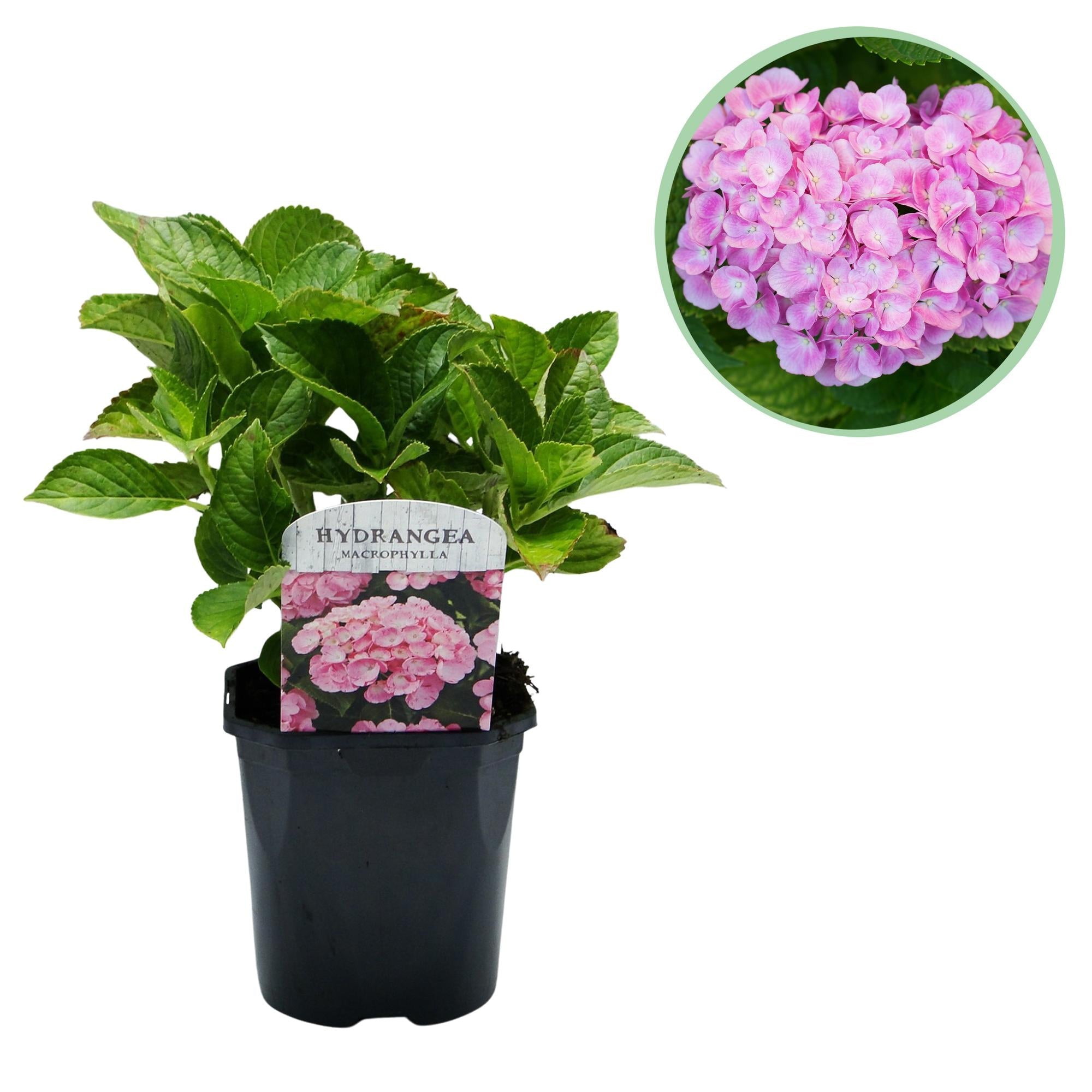 Hydrangea macrophylla – robuste Hortensie in mehreren Farben - 1 Pflanze, 17 cm Topf, 30 cm Höhe - Green Guardia - Ihr Experte für Schädlinge und Pflanzen