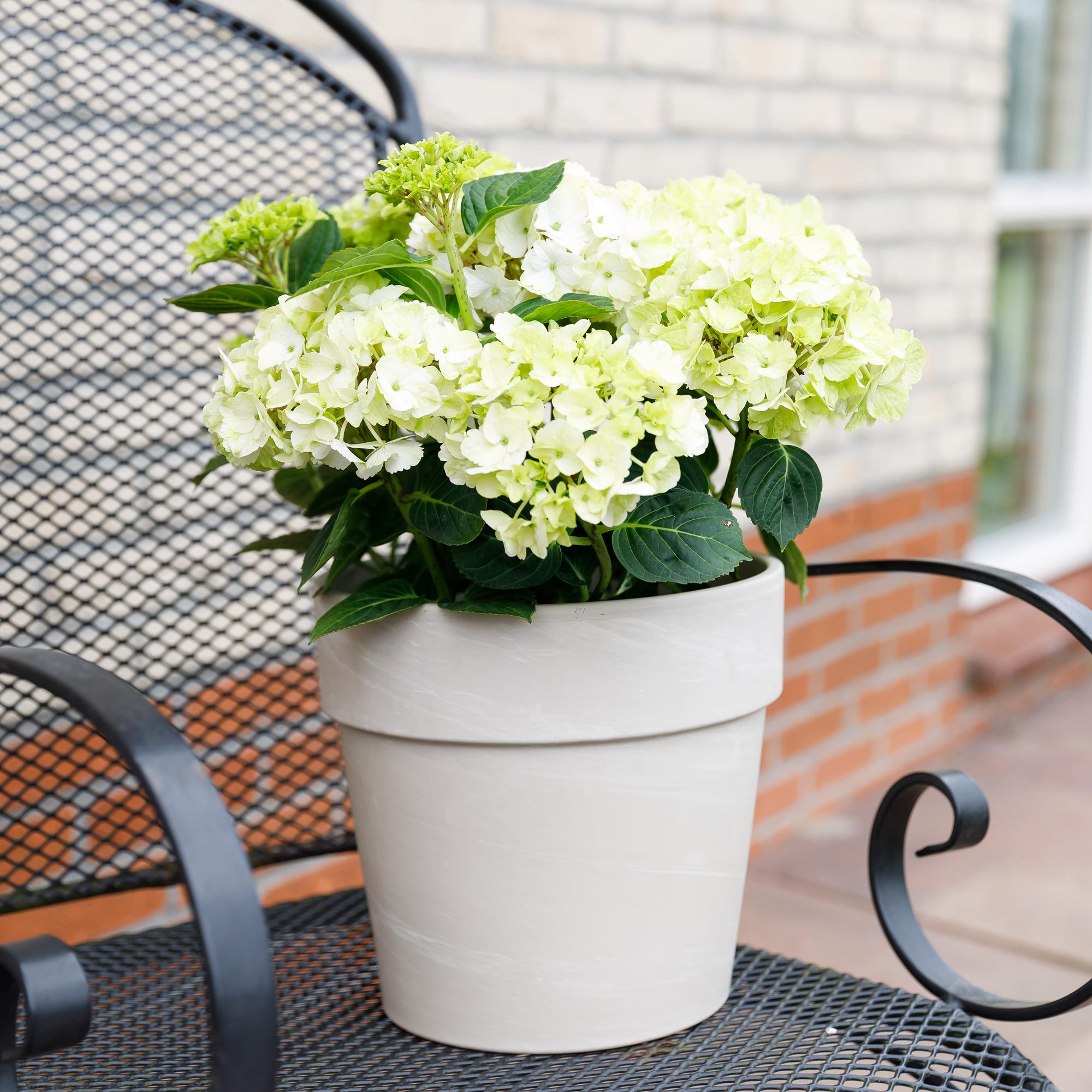Hydrangea ‘Magical Nobless’ – weiße Hortensie, 23 cm Topf, 55 cm hoch - Green Guardia - Ihr Experte für Schädlinge und Pflanzen