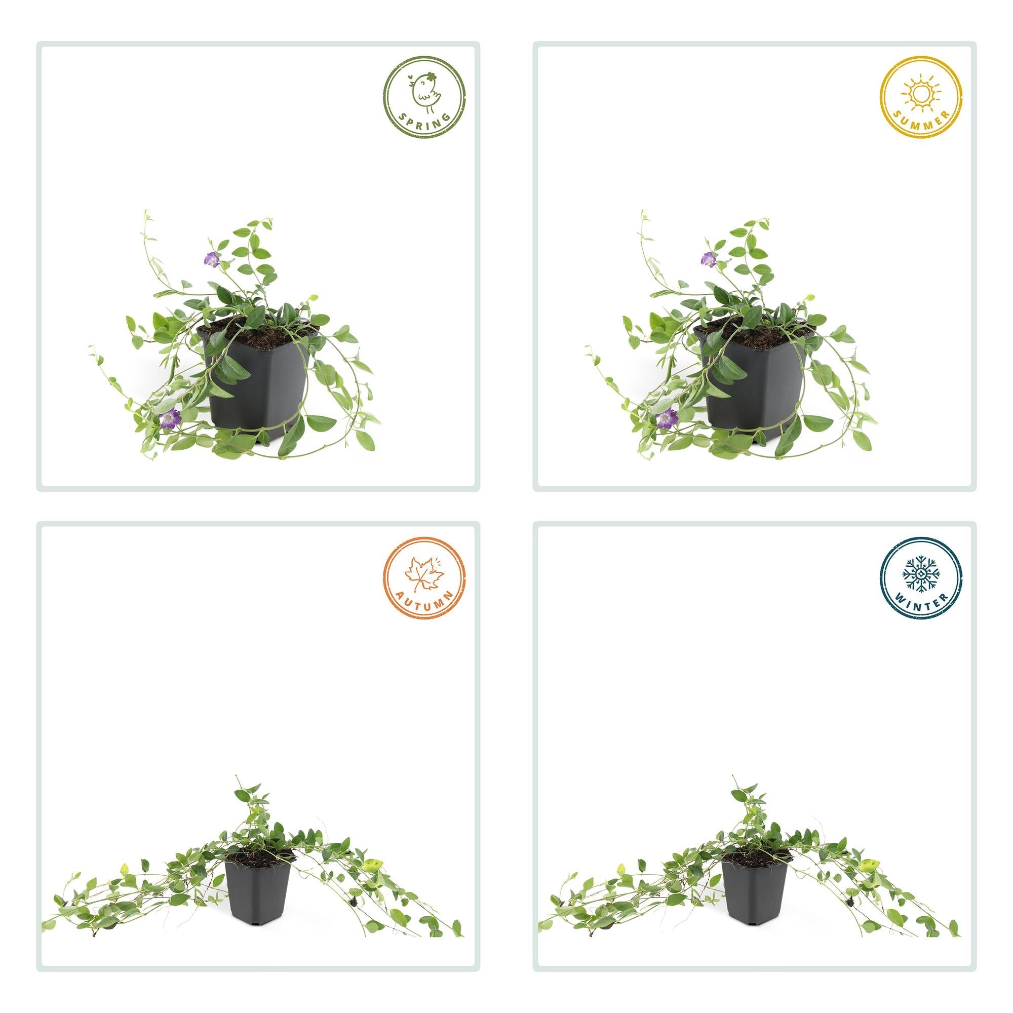 Immergrün ‘Atropurpurea’ – robust & winterhart, 9 cm Topf, 10–25 cm Höhe - Green Guardia - Ihr Experte für Schädlinge und Pflanzen