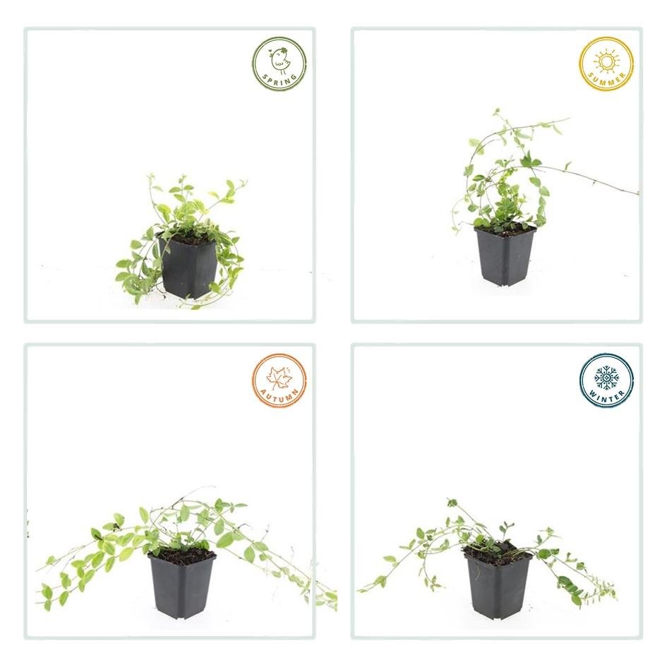 Immergrün ‘Aureovariegata’ – niedrig wachsend, 9 cm Topf, 10–25 cm Höhe - Green Guardia - Ihr Experte für Schädlinge und Pflanzen