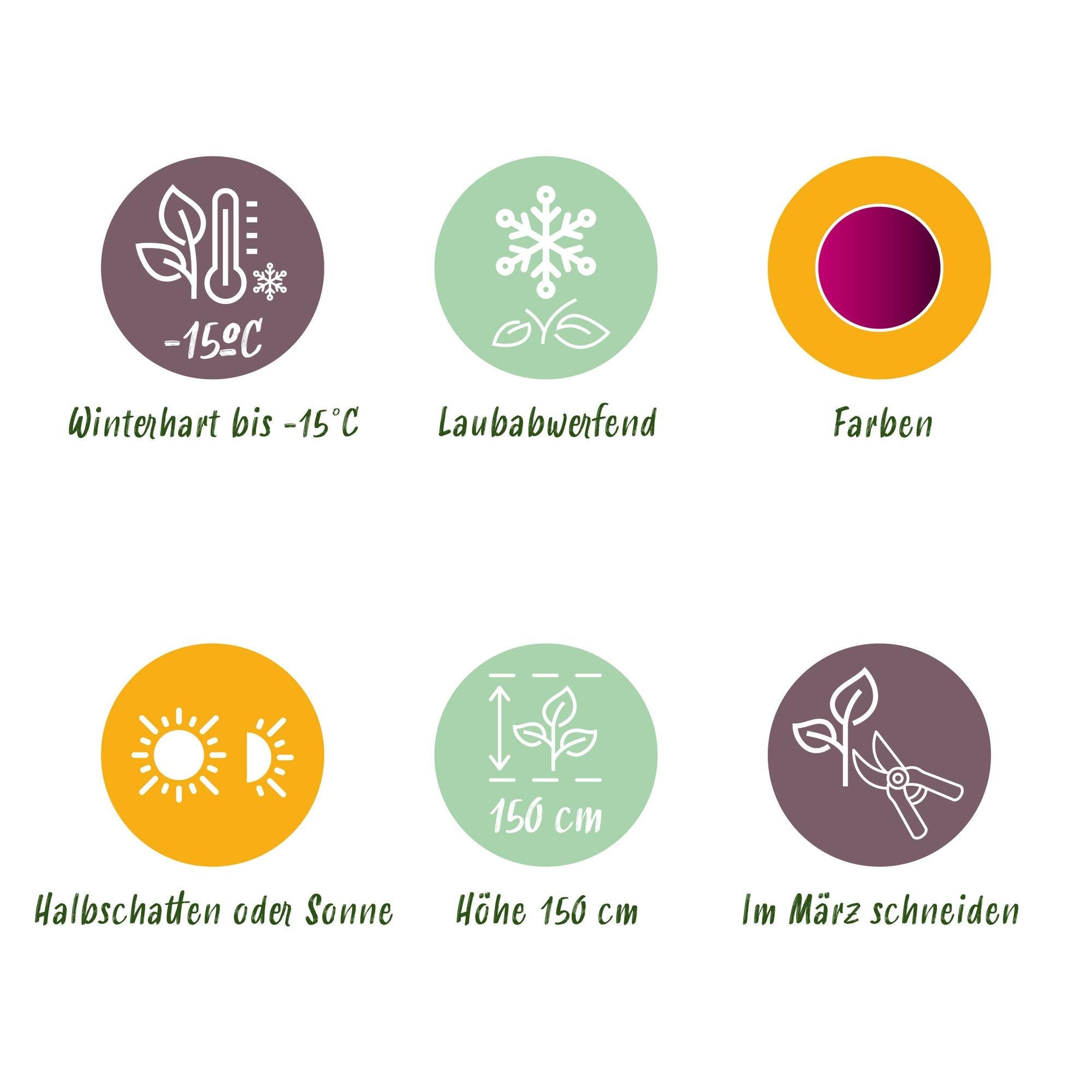 Japanischer Ahorn ‘Skeeter’s Broom’ – laubabwerfend, 19 cm Topf, 70 cm hoch - Green Guardia - Ihr Experte für Schädlinge und Pflanzen