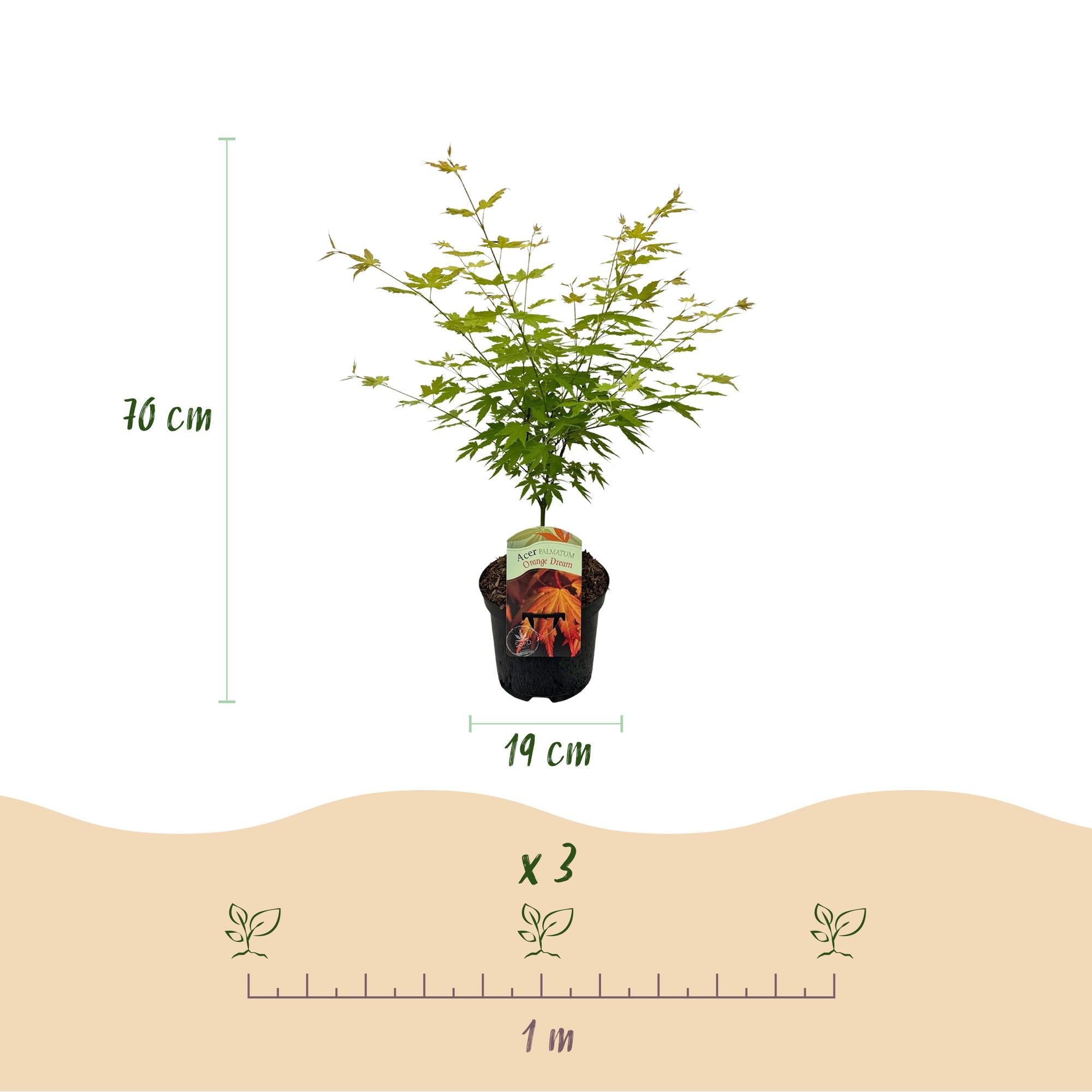 Japanischer Ahorn – Sorte ‘Orange Dream’, laubabwerfend, 19 cm Topf, 70 cm hoch - Green Guardia - Ihr Experte für Schädlinge und Pflanzen