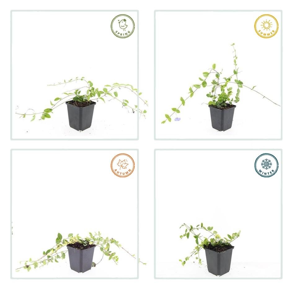 Kleines Immergrün ‘Blue and Gold’ (Vinca minor) – Ø9 cm, 10–25 cm Höhe - Green Guardia - Ihr Experte für Schädlinge und Pflanzen