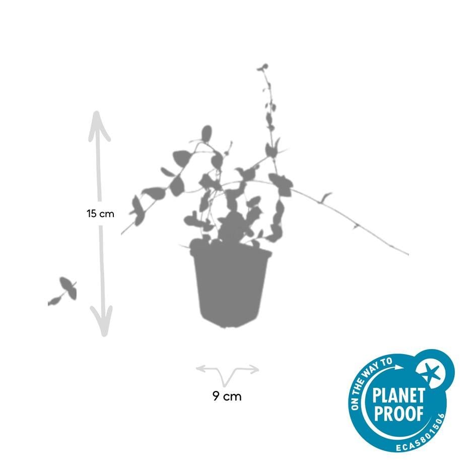 Kleines Immergrün ‘Blue and Gold’ (Vinca minor) – Ø9 cm, 10–25 cm Höhe - Green Guardia - Ihr Experte für Schädlinge und Pflanzen