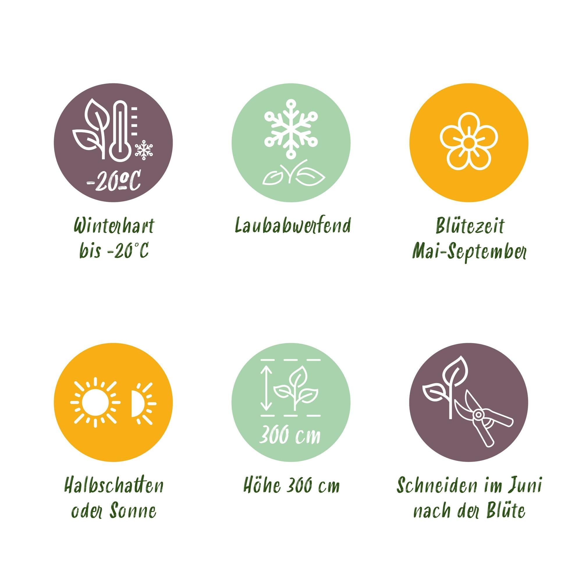 Kletterpflanze Clematis ‘Rainbow’ – mehrfarbig blühend, 4 Pflanzen, Topf 11 cm, Höhe 40 cm - Green Guardia - Ihr Experte für Schädlinge und Pflanzen