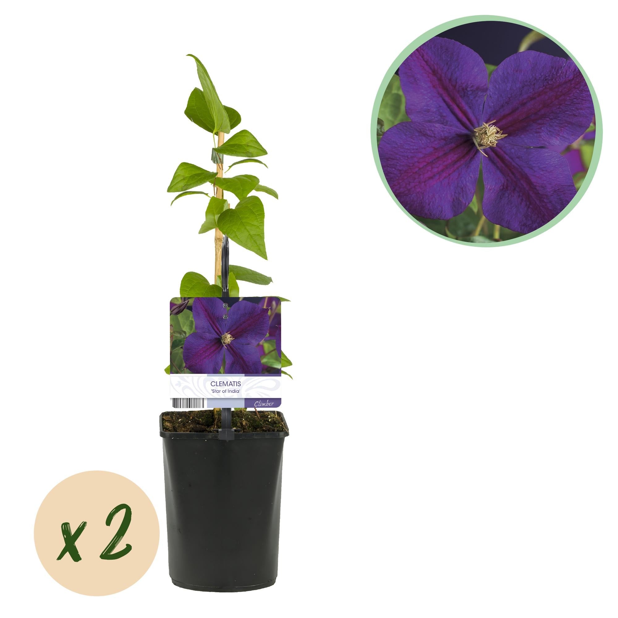 Kletterpflanze – Clematis ‘Star of India’ – rosa Blüte – pflegeleicht – 2 Pflanzen – 11 cm Topf, ca. 40 cm hoch - Green Guardia - Ihr Experte für Schädlinge und Pflanzen