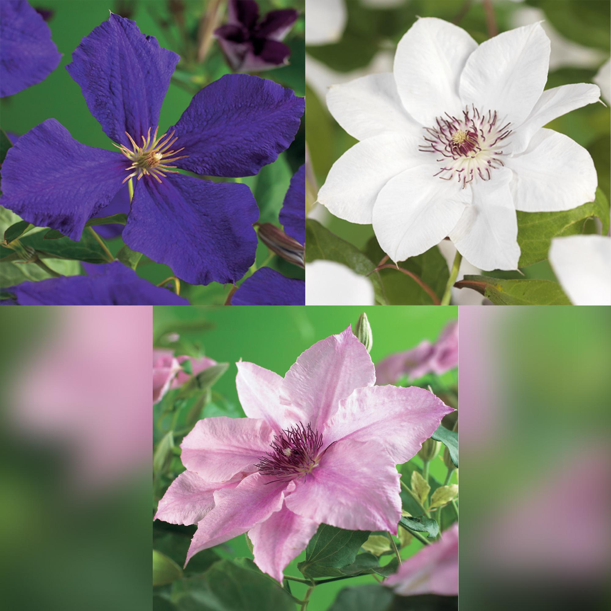 Kletterpflanze Clematis ‘Tricolour’ – Rosa - Weiß - Lila Blüte, 3 Pflanzen, 11 cm Topf, ca. 40 cm hoch - Green Guardia - Ihr Experte für Schädlinge und Pflanzen