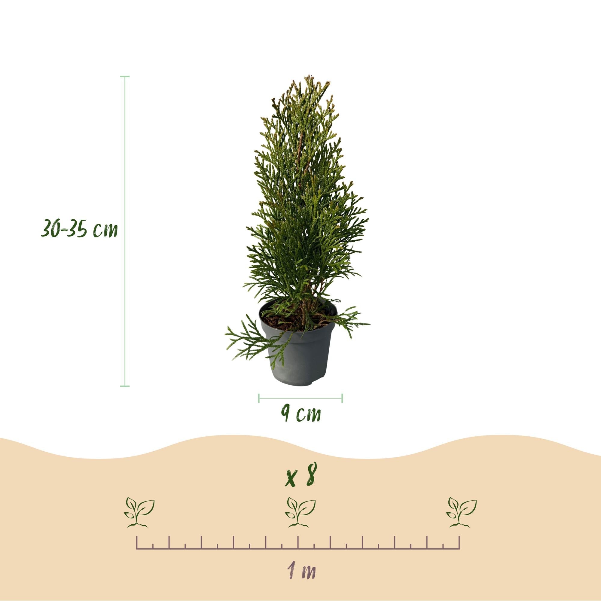 Lebensbaum ‘Smaragd’ (Thuja occidentalis) – 8 Pflanzen für 1 m Hecke, 30–35 cm Höhe, 9 - cm - Topf - Green Guardia - Ihr Experte für Schädlinge und Pflanzen