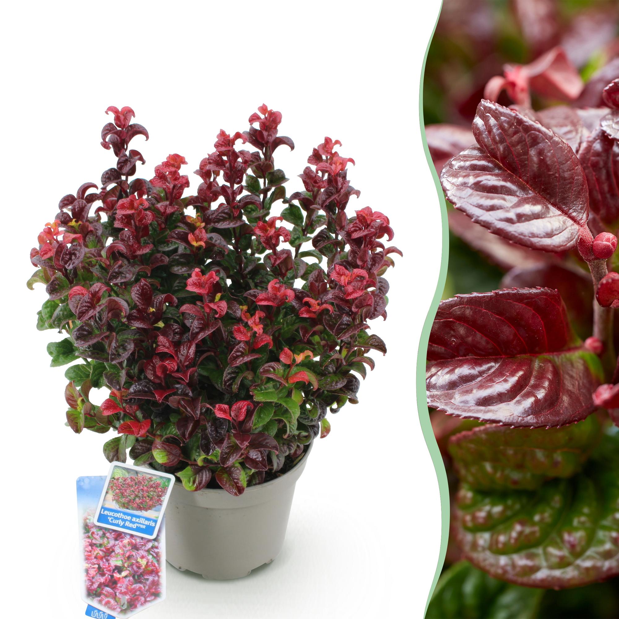 Leucothoe ‘Curly Red’ – immergrün & pflegeleicht – rot – 17 cm Topf, ca. 40 cm hoch - Green Guardia - Ihr Experte für Schädlinge und Pflanzen