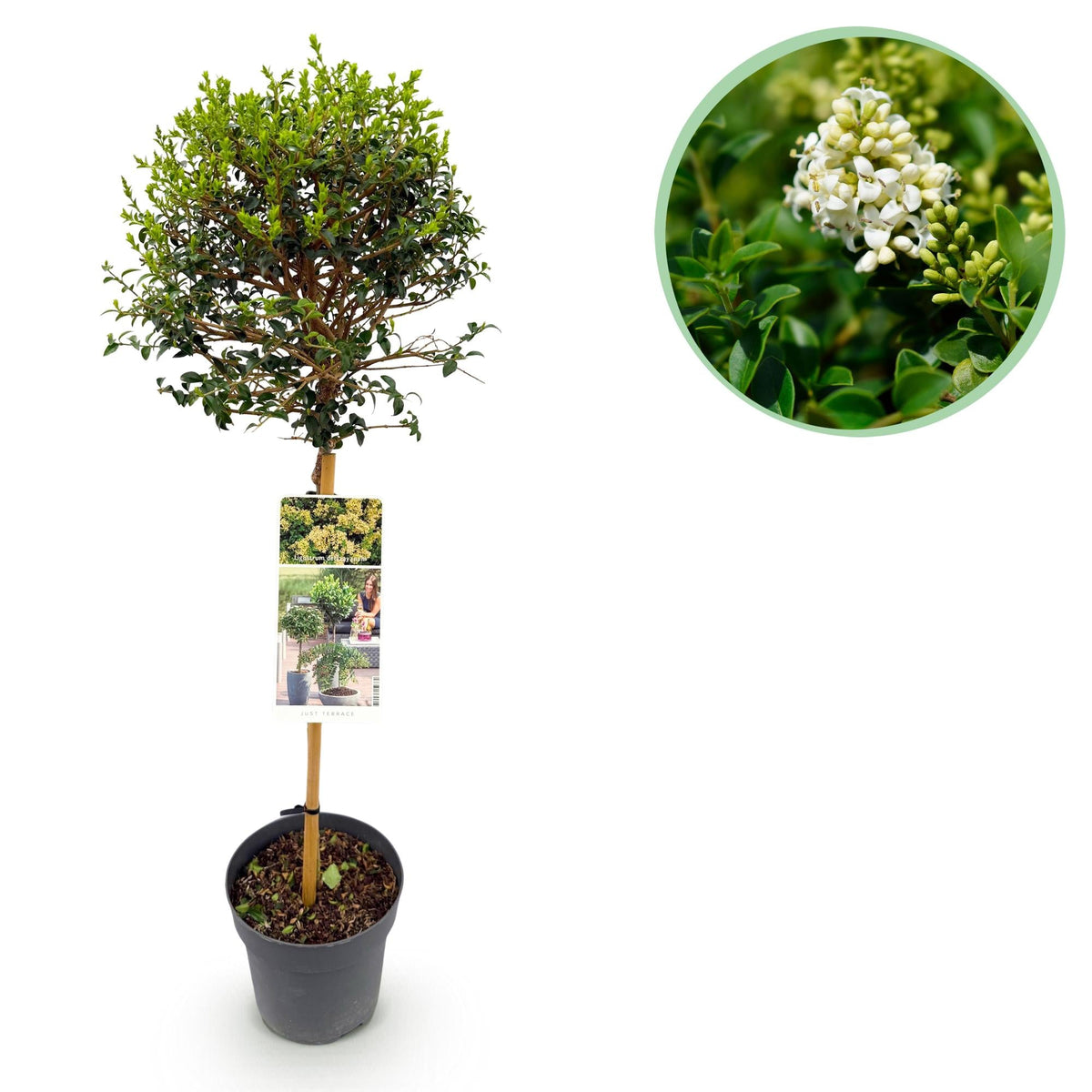 Ligustrum delavayanum – immergrün & winterhart – grüne Blätter – 19 cm