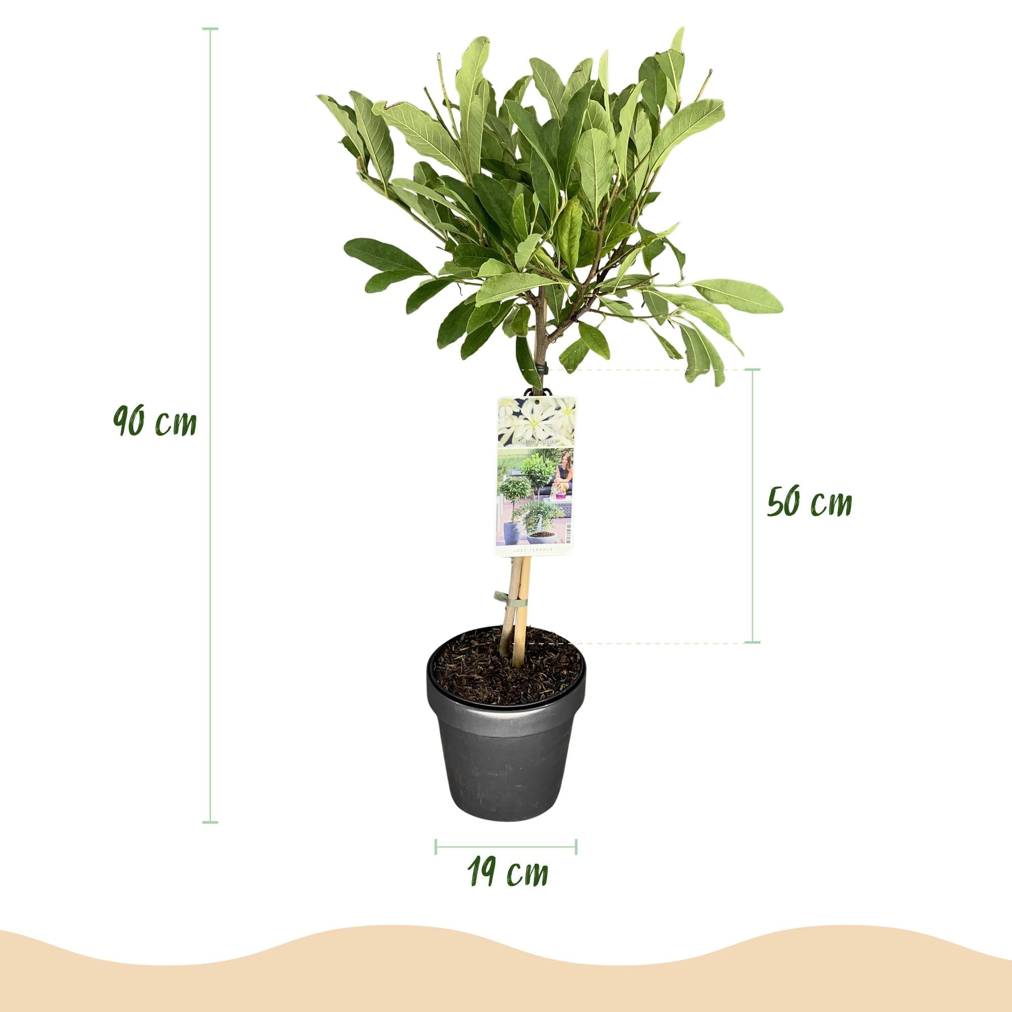 Magnolia stellata – Terrassenpflanze – laubabwerfend & winterhart – weiße Blüte – 19 cm Topf, ca. 90 cm hoch - Green Guardia - Ihr Experte für Schädlinge und Pflanzen