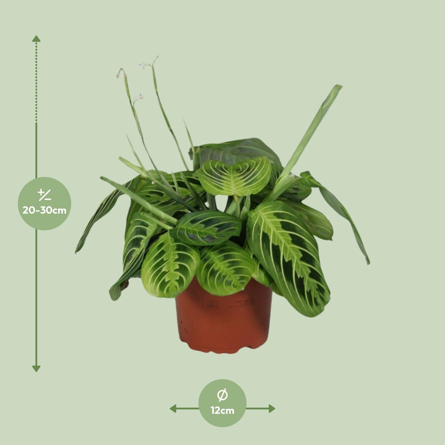 Maranta Leuconeura ‘Fascinator Lemon Lime’ – Pfeilwurze - 12cm Topf, 30cm hoch - Green Guardia - Ihr Experte für Schädlinge und Pflanzen