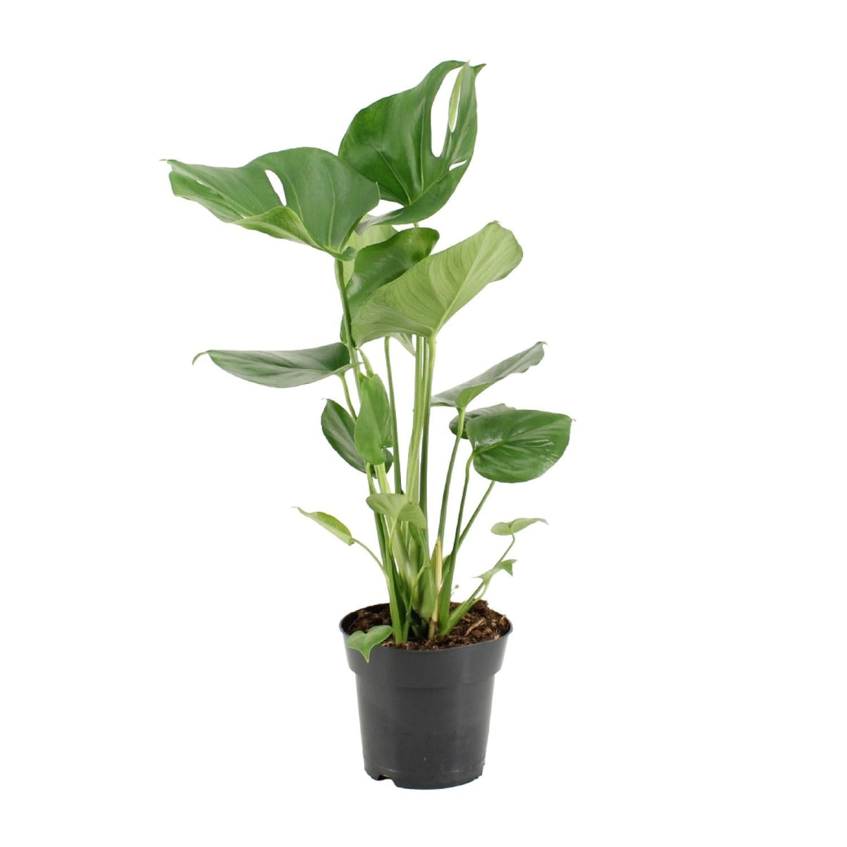 Monstera Deliciosa – Fensterblatt