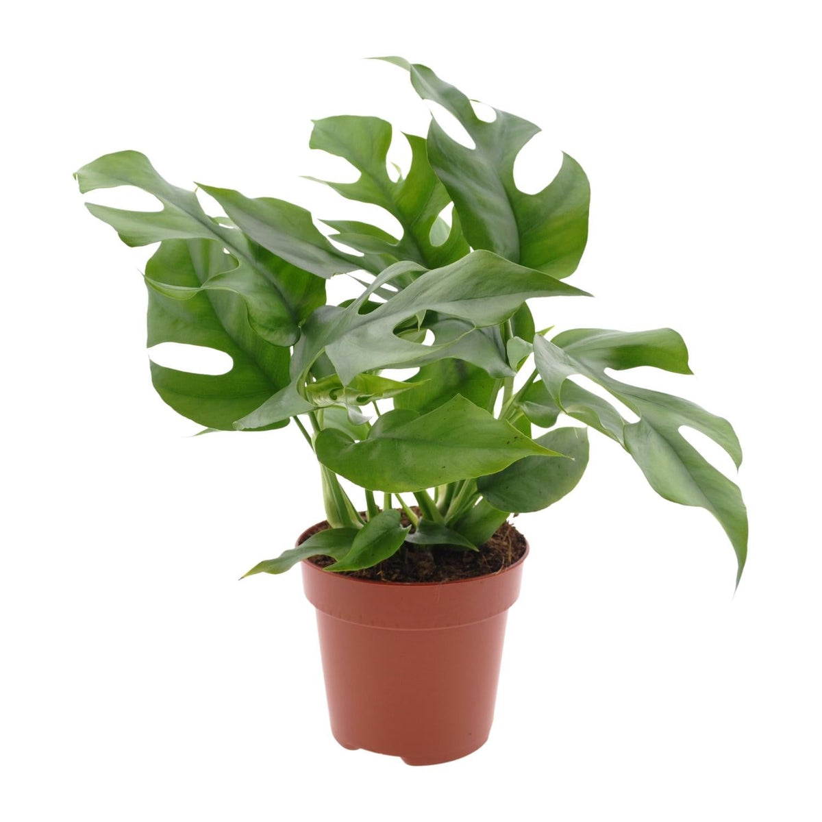 Monstera Minima – Zwerg-Fensterblatt