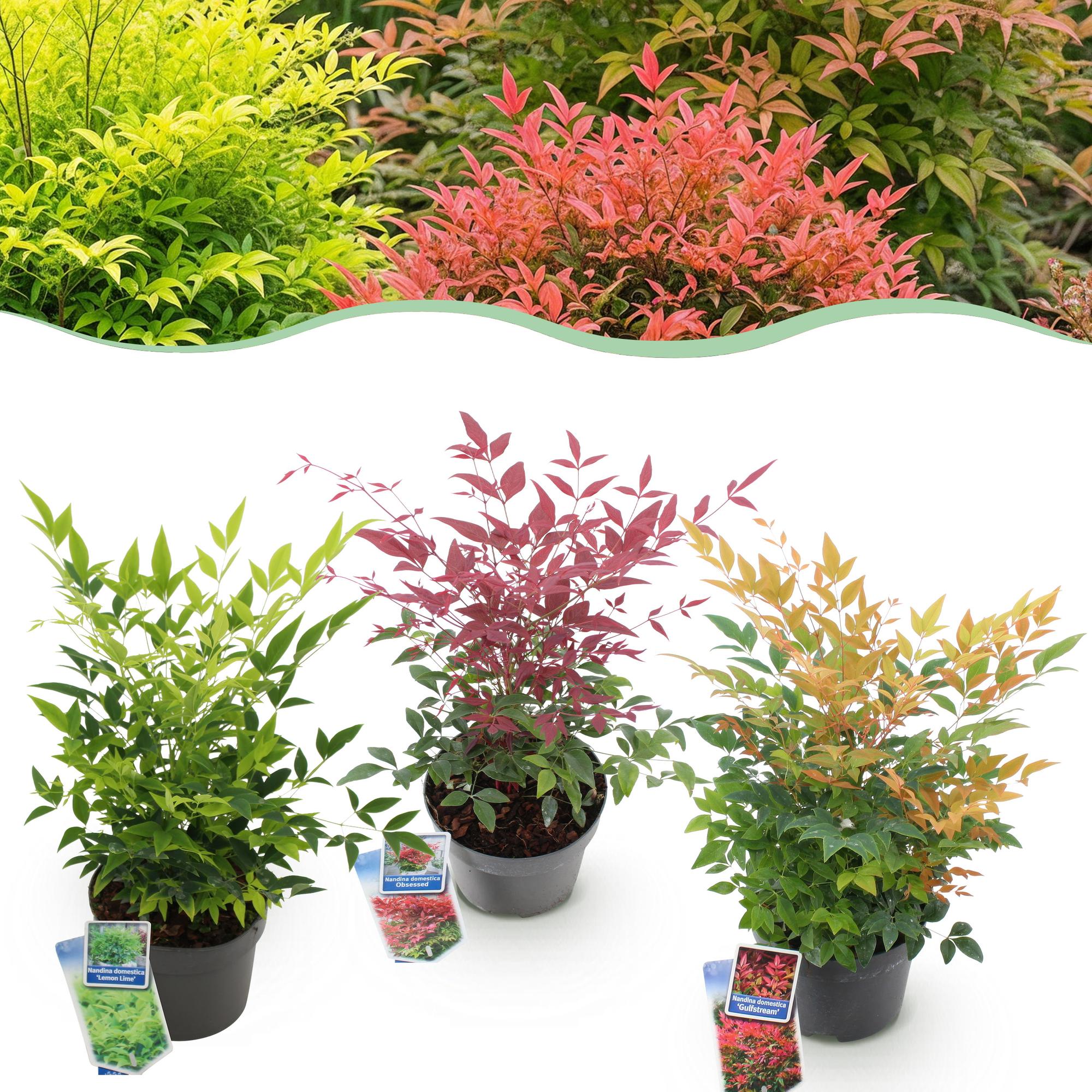 Nandina ‘Tricolour’ – 3 Pflanzen – immergrün & pflegeleicht – gelb - rot - orange – 17 cm Topf, ca. 45 cm hoch - Green Guardia - Ihr Experte für Schädlinge und Pflanzen