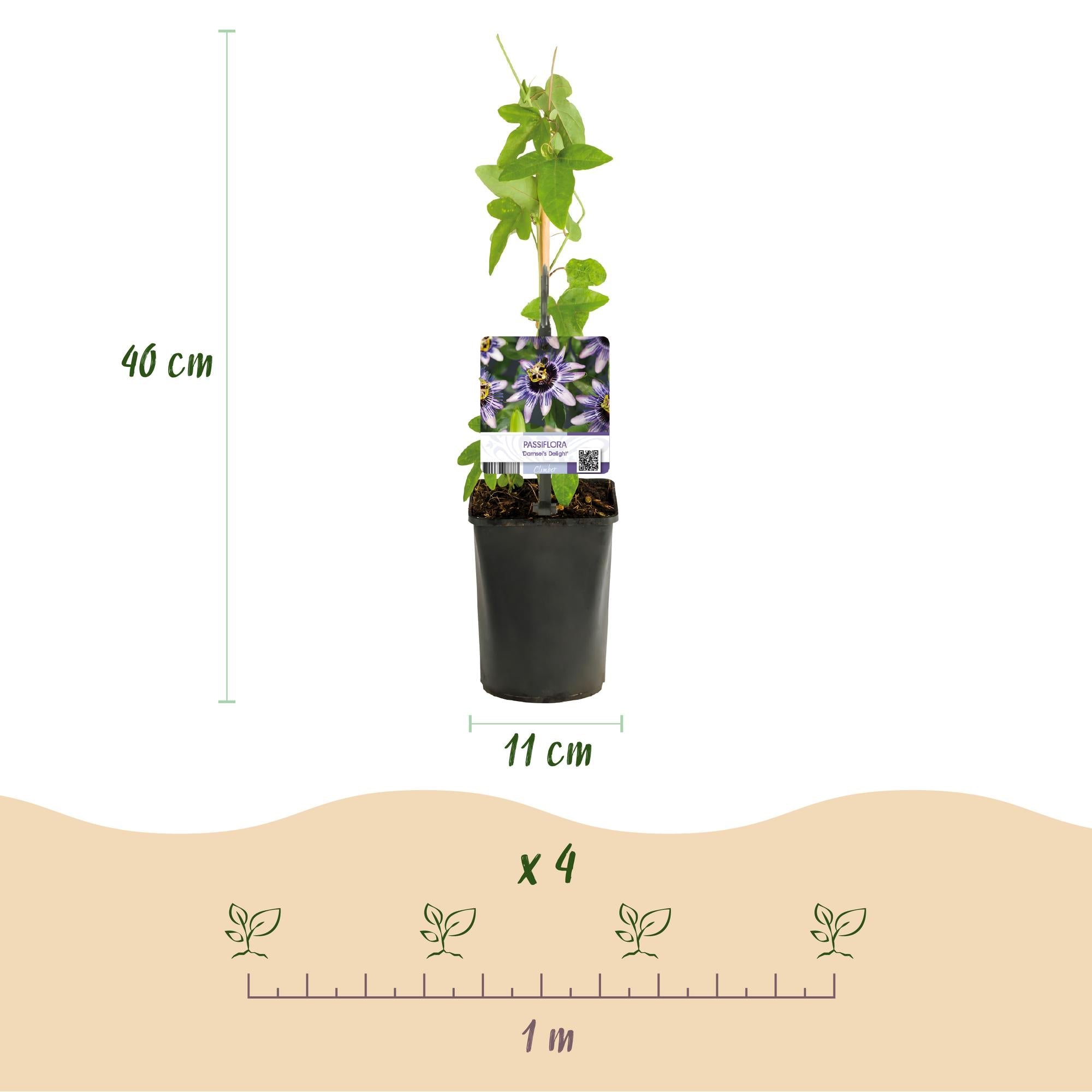 Passionsblume ‘Tricolour’ – farbenfrohe Kletterpflanze, 3 Pflanzen, 11 cm Topf, 40 cm hoch - Green Guardia - Ihr Experte für Schädlinge und Pflanzen