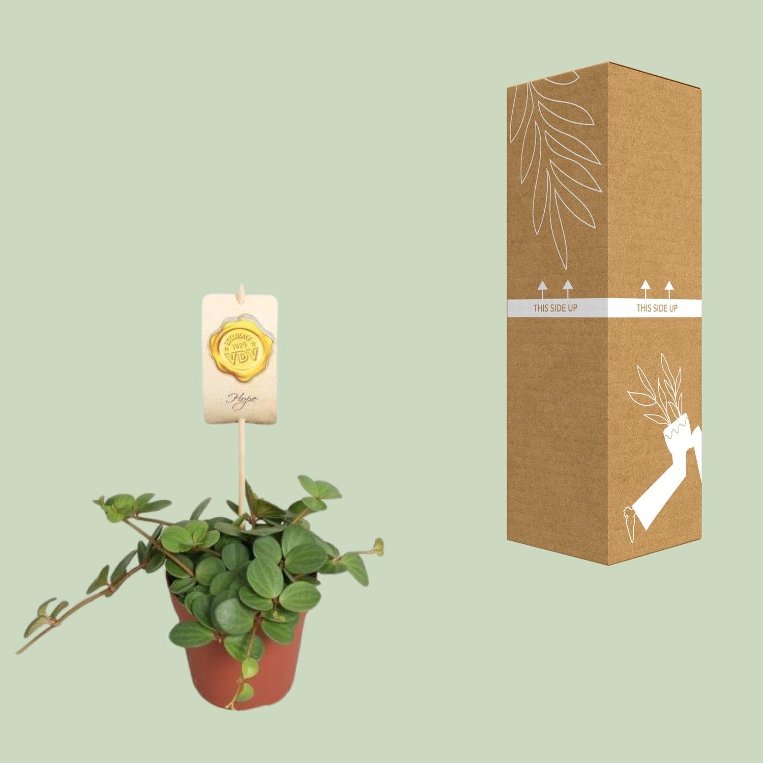 Peperomia ‘Hope’ – Peperomie - 12cm Topf, 15cm hoch - Green Guardia - Ihr Experte für Schädlinge und Pflanzen