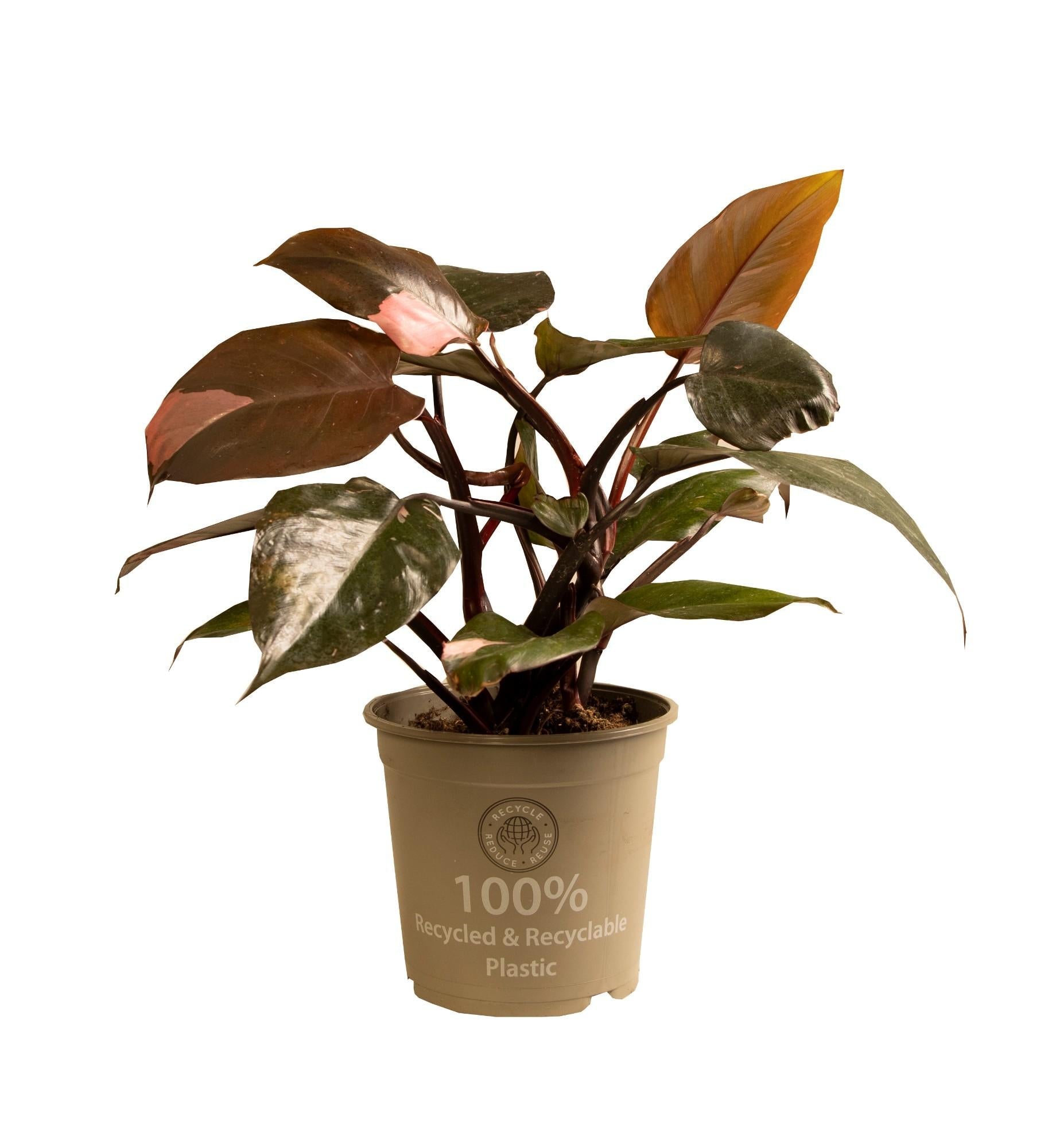 Philodendron Pink Princess – Rosa Philodendron - 35 - 50 cm - Green Guardia - Ihr Experte für Schädlinge und Pflanzen