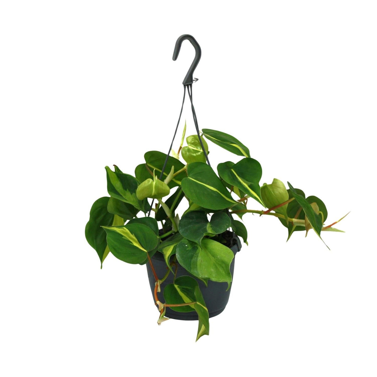 Philodendron Scandens 'Brasil' – Filodendro en forma de corazón