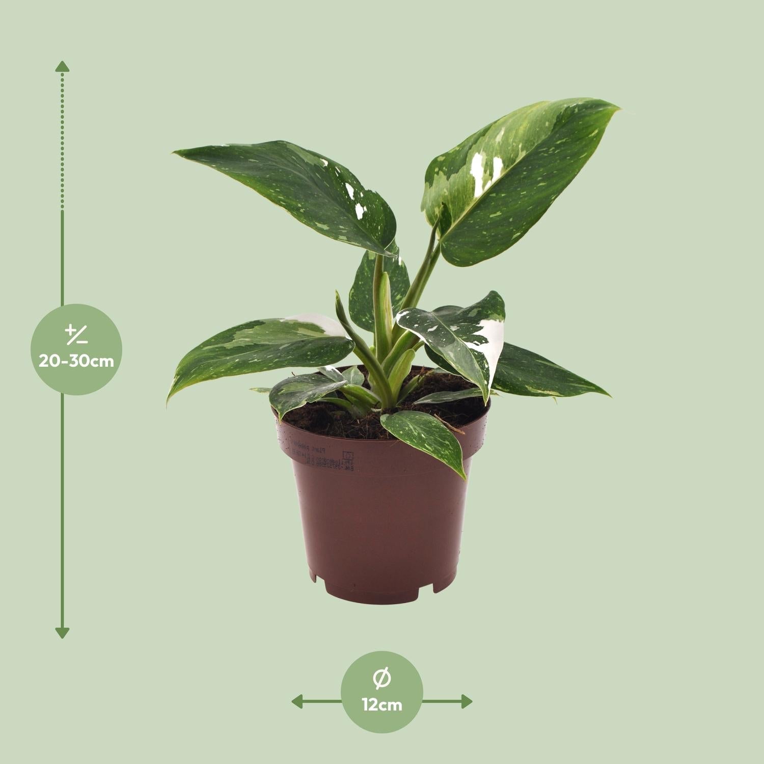 Philodendron ‘White Princess’ – Baumfreund – 12 cm Topf, 25 cm hoch - Green Guardia - Ihr Experte für Schädlinge und Pflanzen