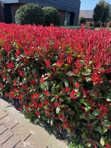 Photinia Fraseri ‘Carré Rouge’ – Glanzmispel, 8 Pflanzen - 9 cm Topf, 30–35 cm hoch - Green Guardia - Ihr Experte für Schädlinge und Pflanzen