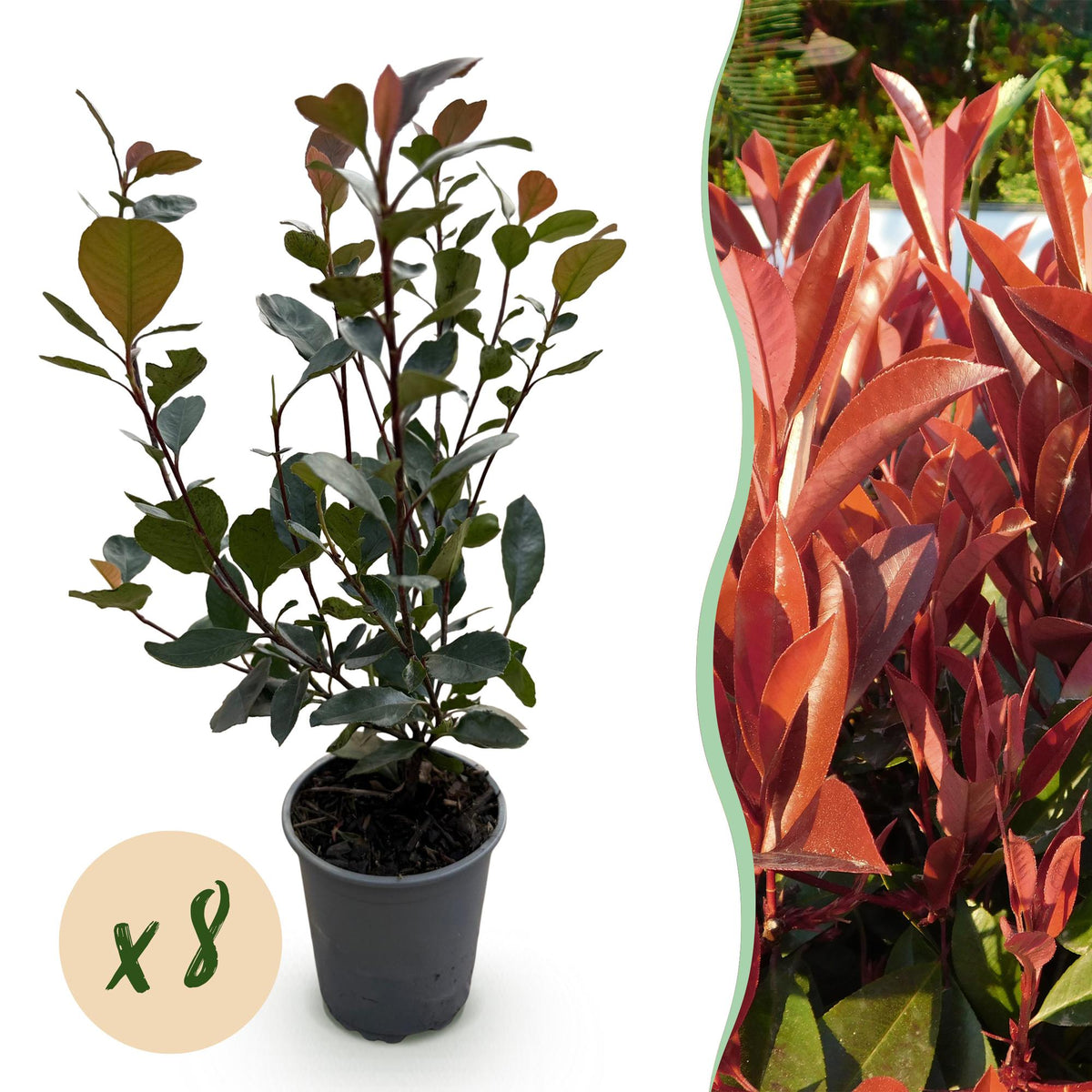photinia fraseri red robin im kübel Photinia 'Little Red Robin' – rotes Blatt – 8 Pflanzen – ca. 1 laufend