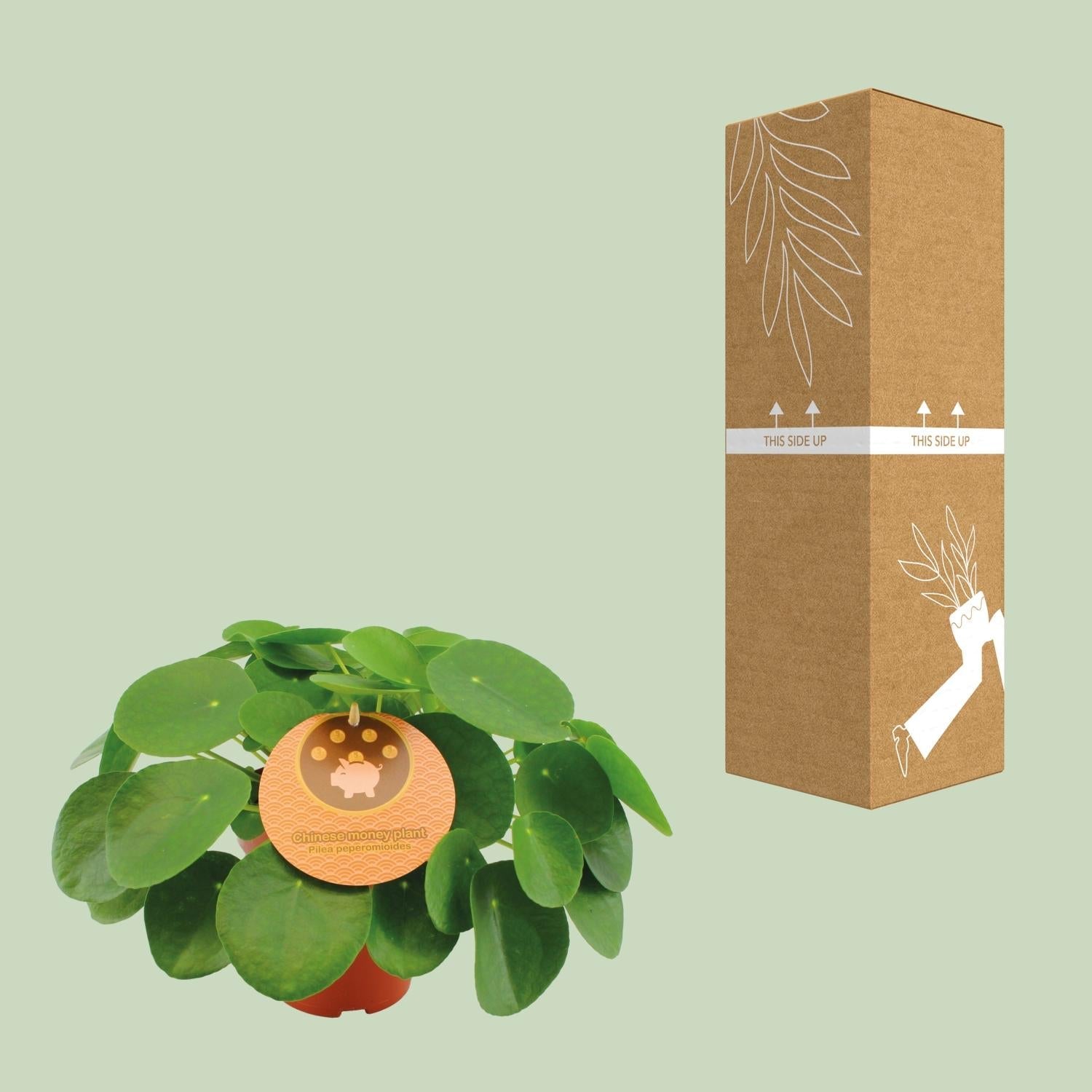 Pilea Peperomioides – Chinesischer Geldbaum - 15 - 30 cm - Green Guardia - Ihr Experte für Schädlinge und Pflanzen