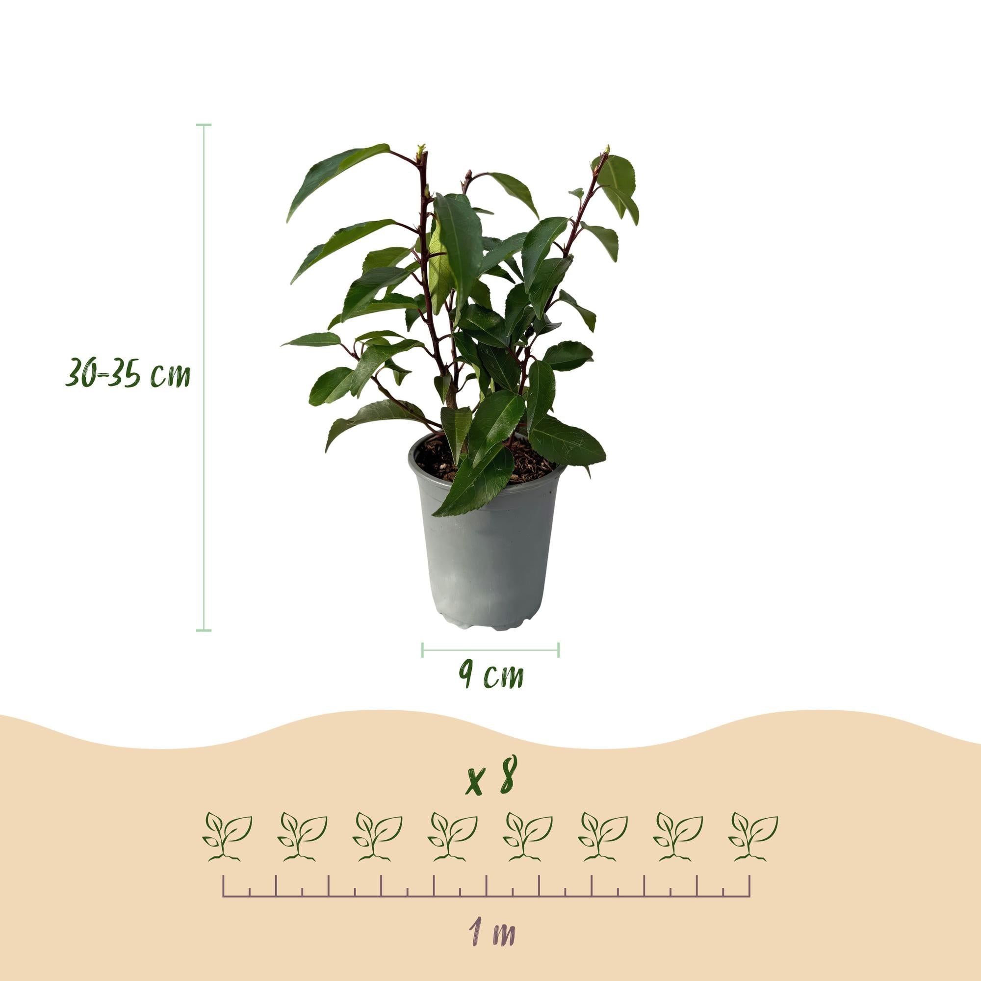 Prunus Lusitanica ‘Angustifolia’ – Portugiesische Lorbeerkirsche - Green Guardia - Ihr Experte für Schädlinge und Pflanzen