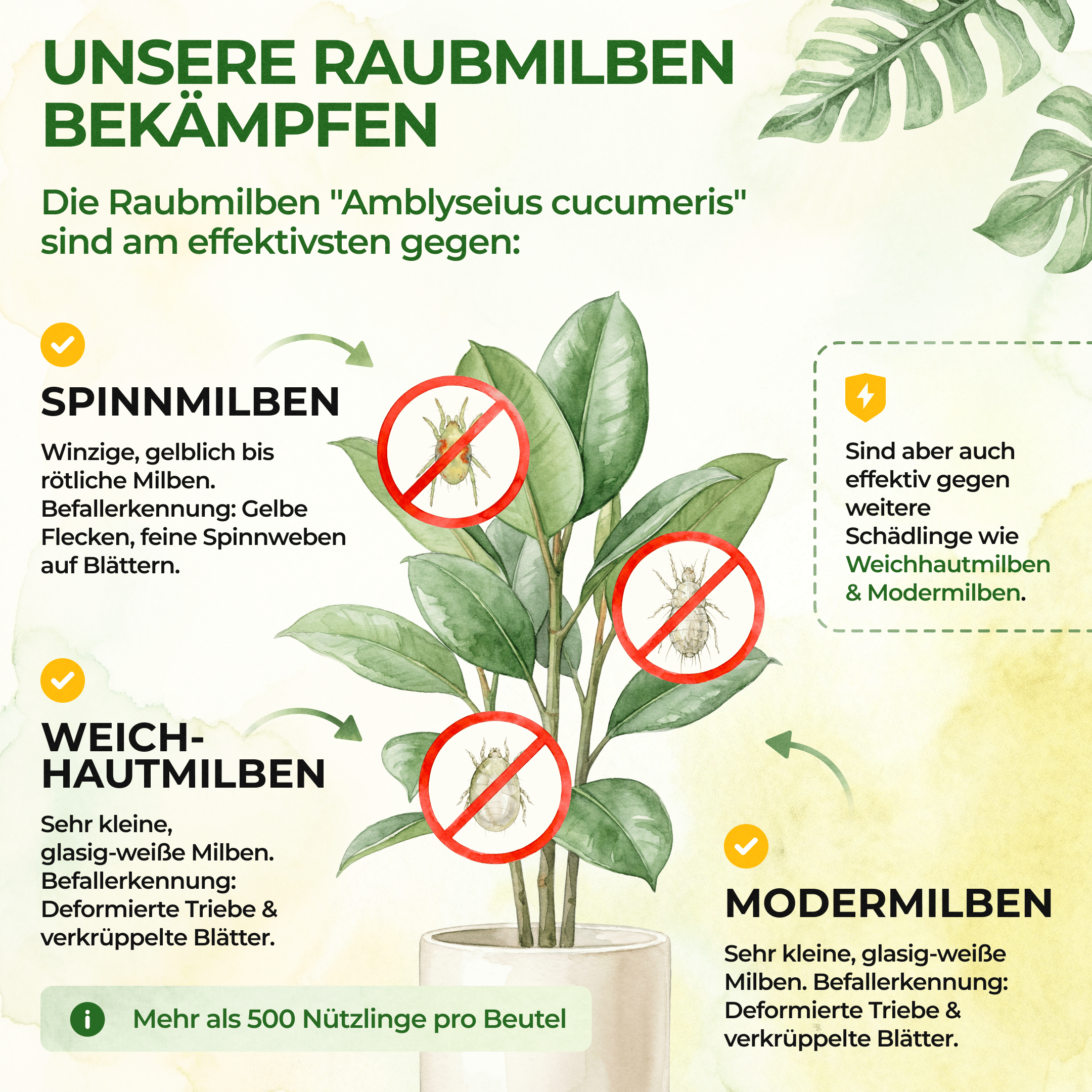 Raubmilben gegen Spinnmilben - Green Guardia - Ihr Experte für Schädlinge und Pflanzen