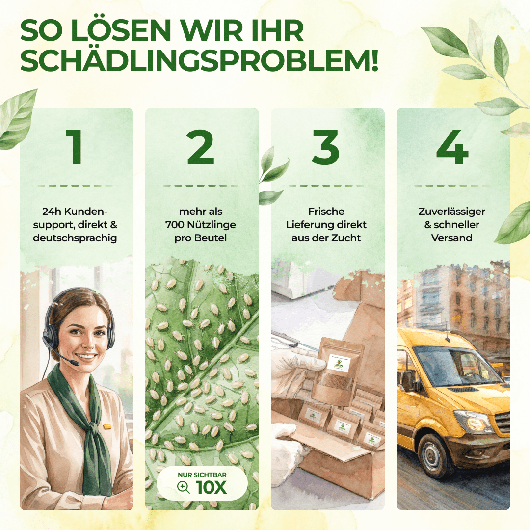 Raubmilben gegen Spinnmilben - Green Guardia - Ihr Experte für Schädlinge und Pflanzen
