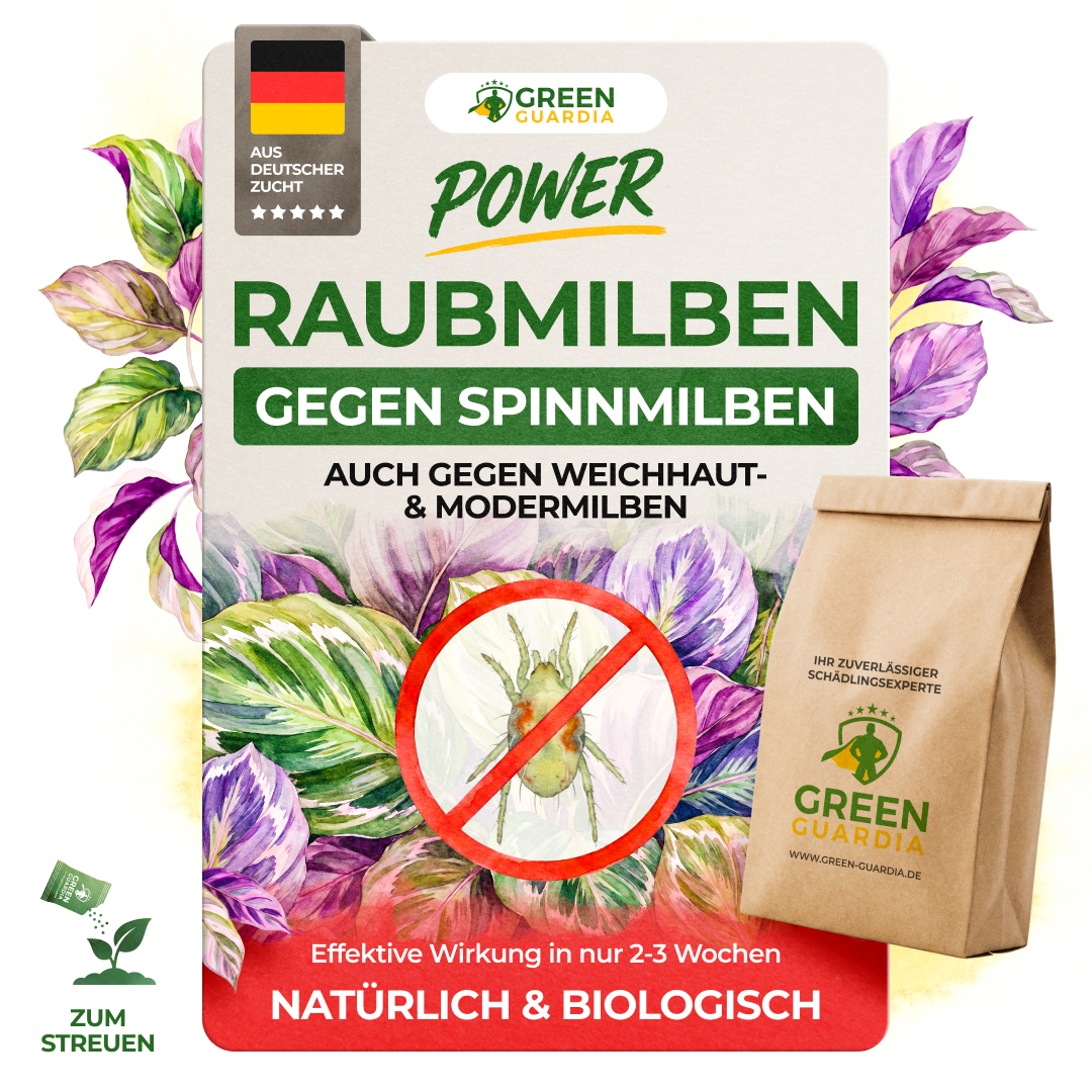 Raubmilben gegen Spinnmilben - Green Guardia - Ihr Experte für Schädlinge und Pflanzen