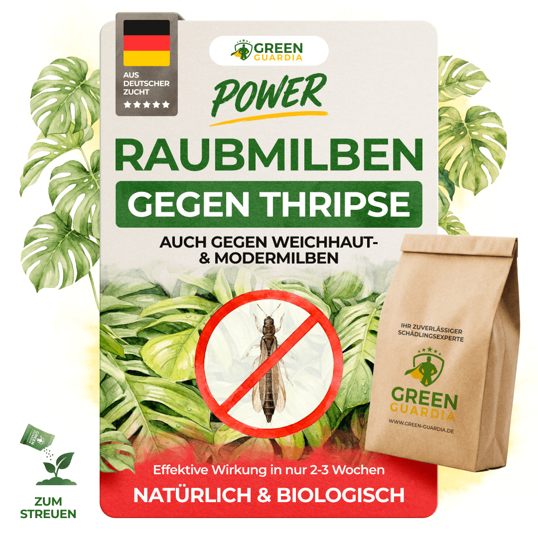 Raubmilben gegen Thripse - Green Guardia - Ihr Experte für Schädlinge und Pflanzen