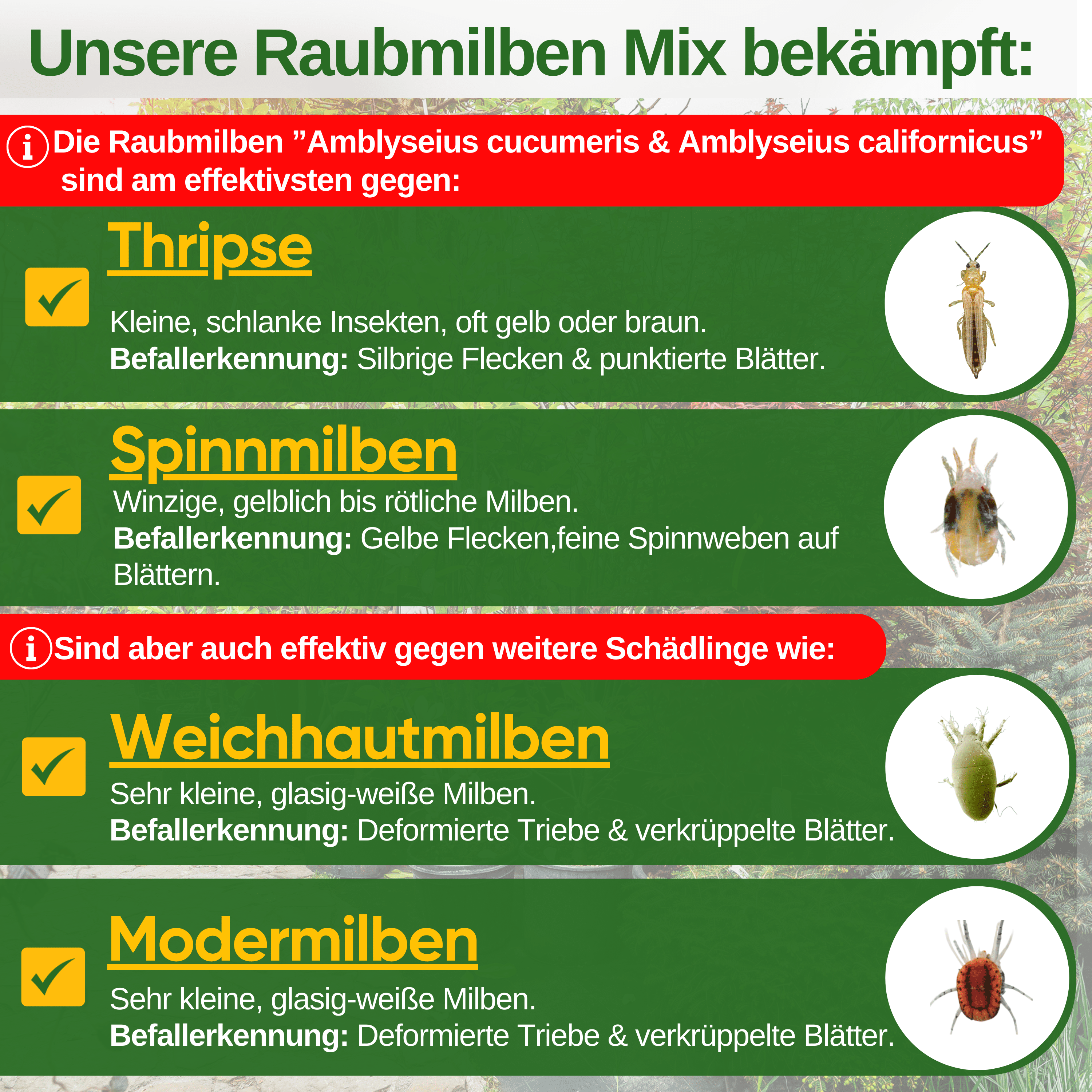 Raubmilben Mix gegen Thripse & Spinnmilben zum Aufhängen oder Streuen - Green Guardia - Ihr Experte für Schädlinge und Pflanzen