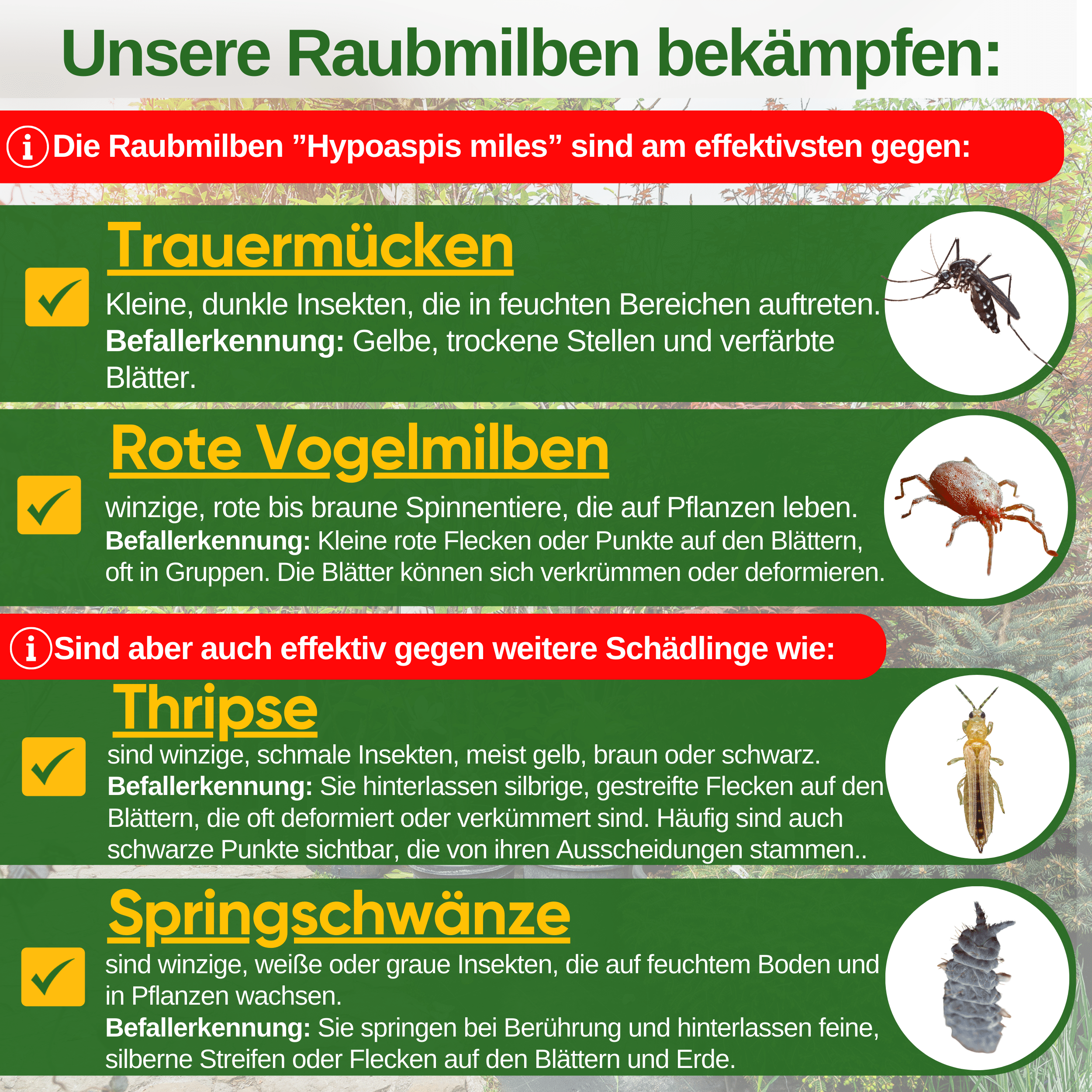Raubmilben Mix gegen Trauermücken & Rote Vogelmilben – Streuware - Green Guardia - Ihr Experte für Schädlinge und Pflanzen