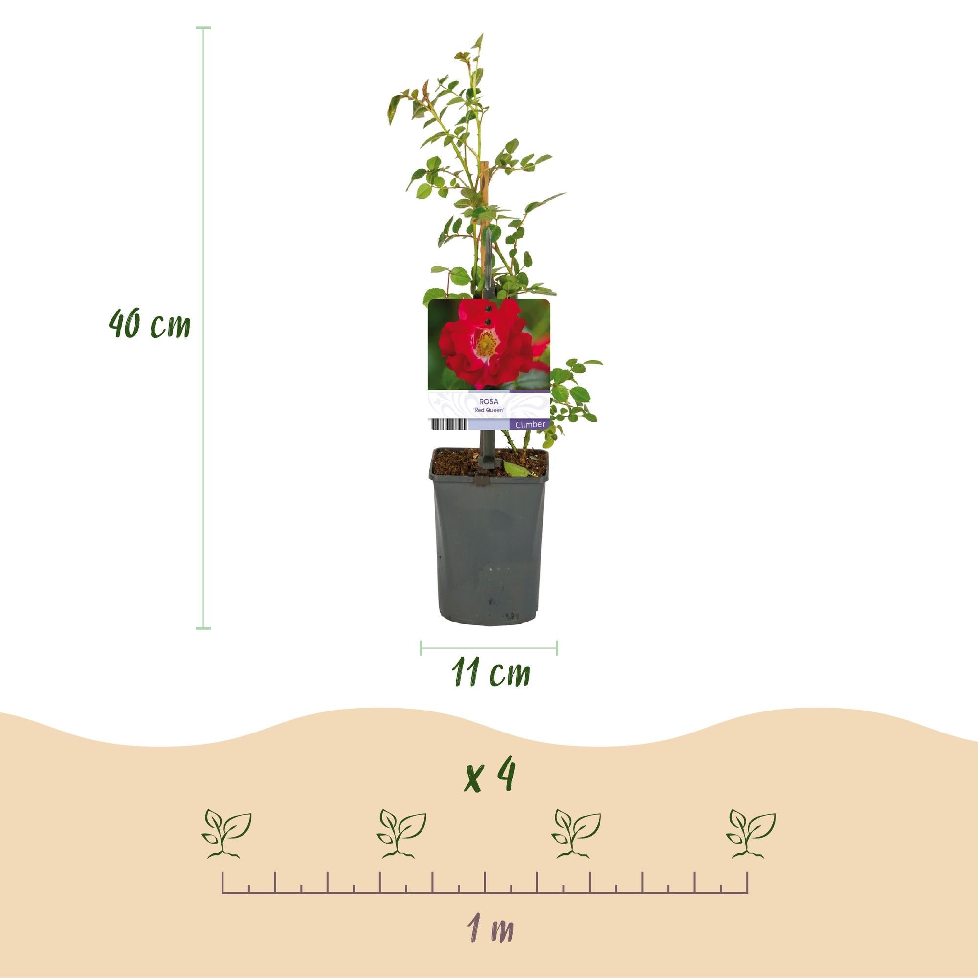 Rosa ‘Red Queen’ – pflegeleichte Kletterrose mit roten Blüten, 2 Pflanzen, 11 cm Topf, 40 cm Höhe - Green Guardia - Ihr Experte für Schädlinge und Pflanzen