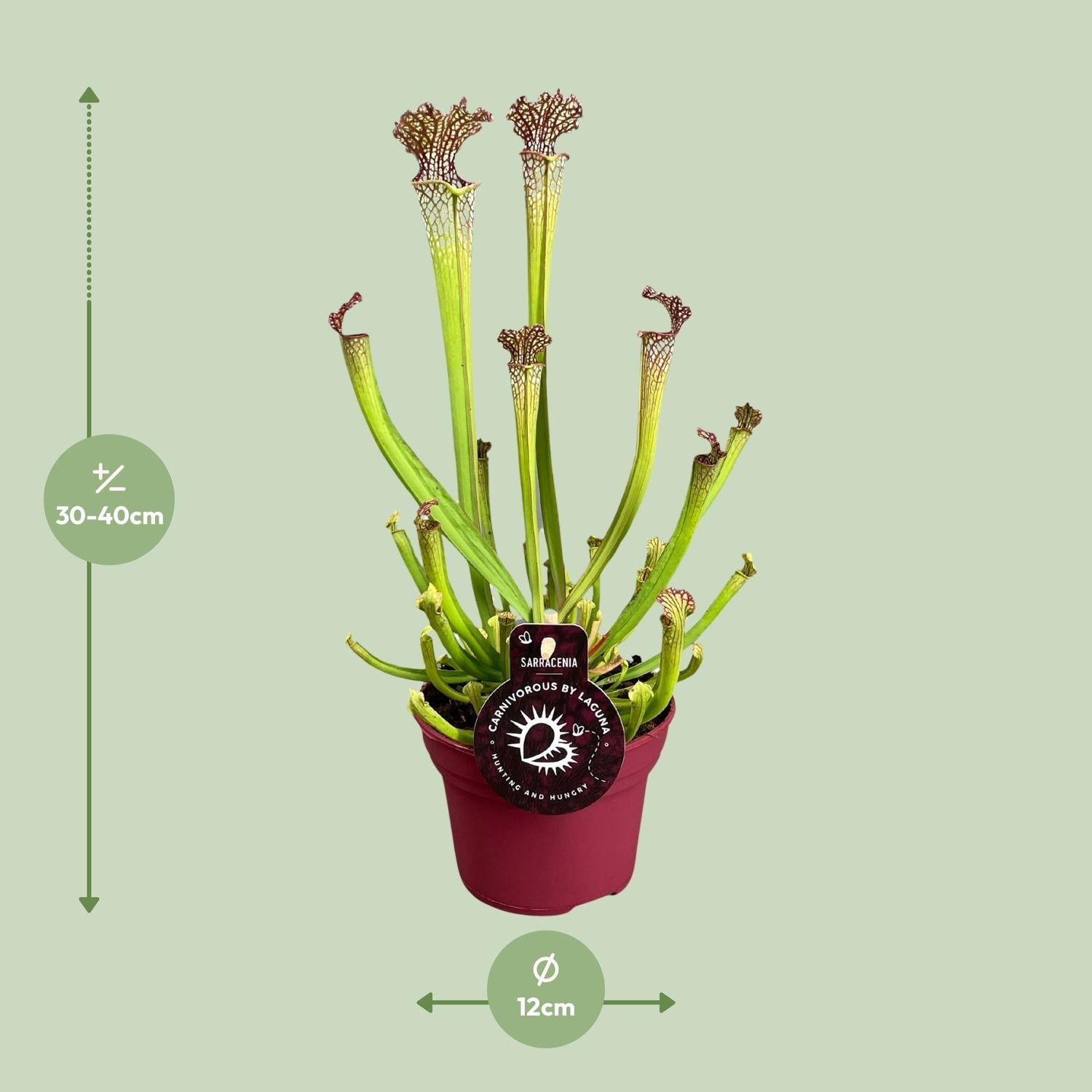 Sarracenia – Schlauchpflanze – verschiedene Sorten – 12 cm Topf - Green Guardia - Ihr Experte für Schädlinge und Pflanzen