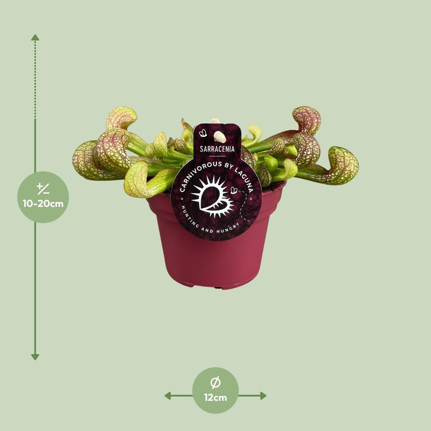 Sarracenia – Schlauchpflanze – verschiedene Sorten – 12 cm Topf - Green Guardia - Ihr Experte für Schädlinge und Pflanzen