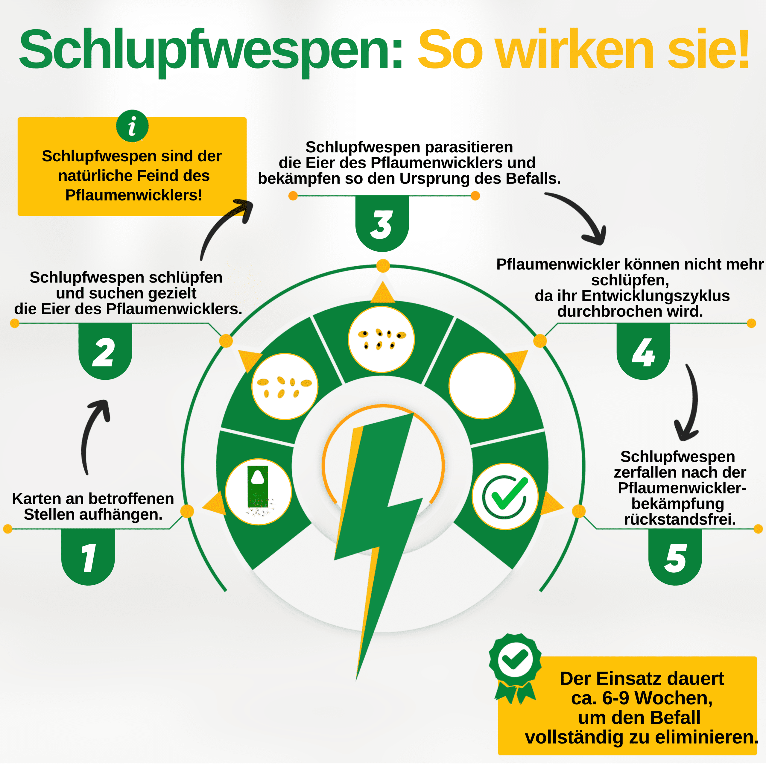 Schlupfwespen gegen Pflaumenwickler - Green Guardia - Ihr Experte für Schädlinge und Pflanzen