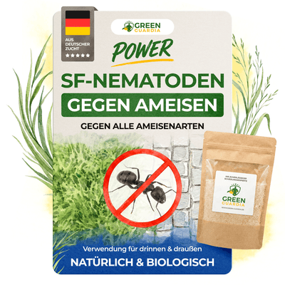 Nematoden gegen Kohlfliegen