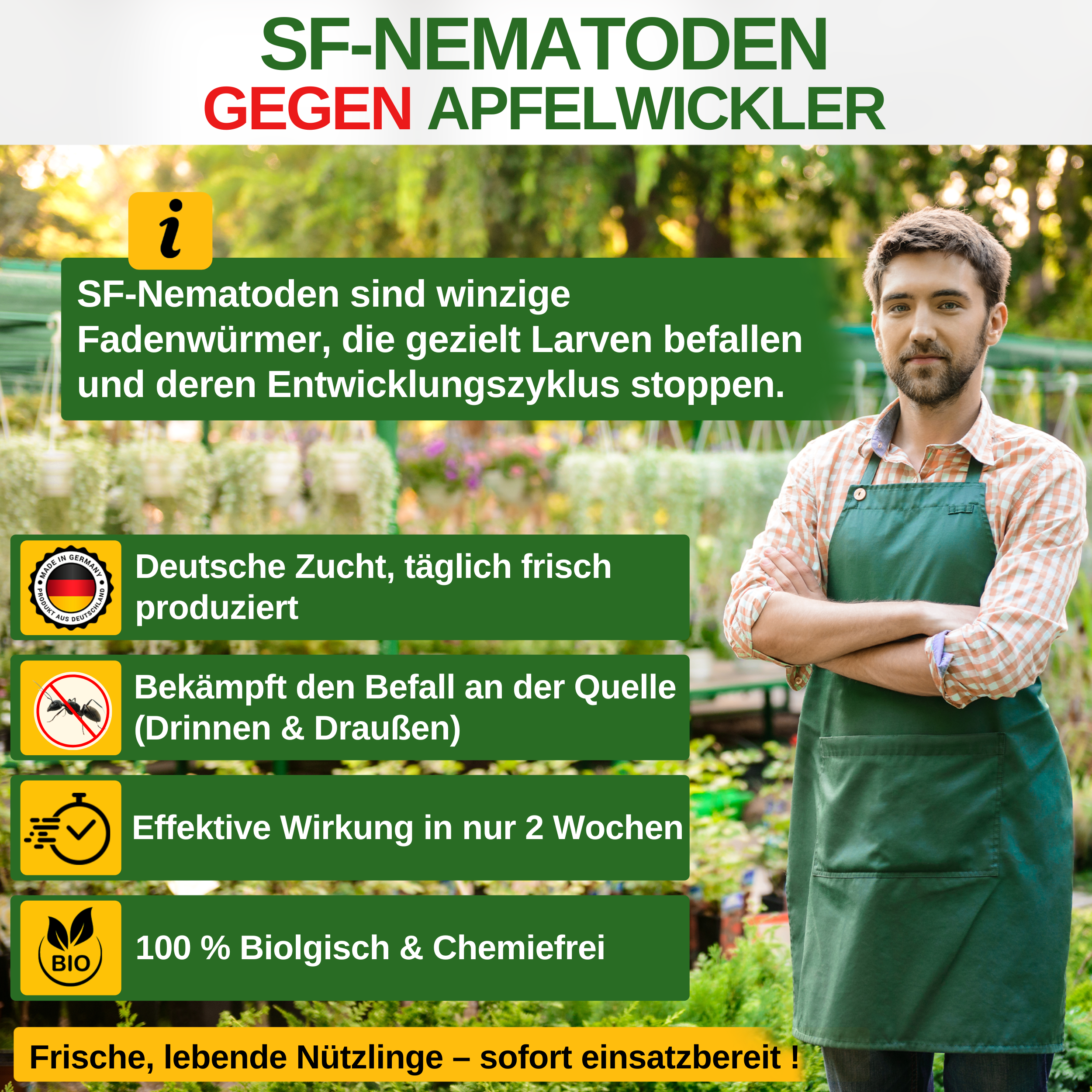 SF - Nematoden gegen Apfelwickler - Green Guardia - Ihr Experte für Schädlinge und Pflanzen