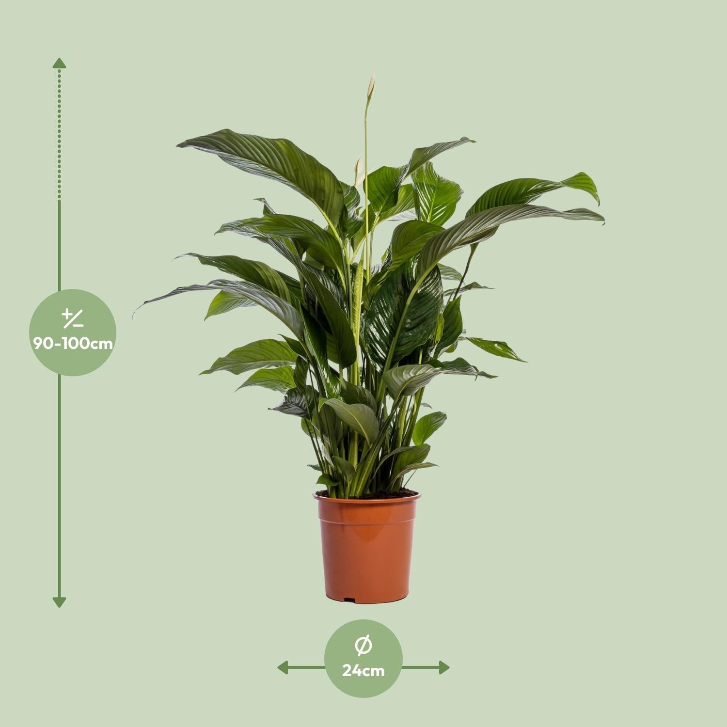 Spathiphyllum – Friedenslilie - verschiedene Farben & Größen - Green Guardia - Ihr Experte für Schädlinge und Pflanzen