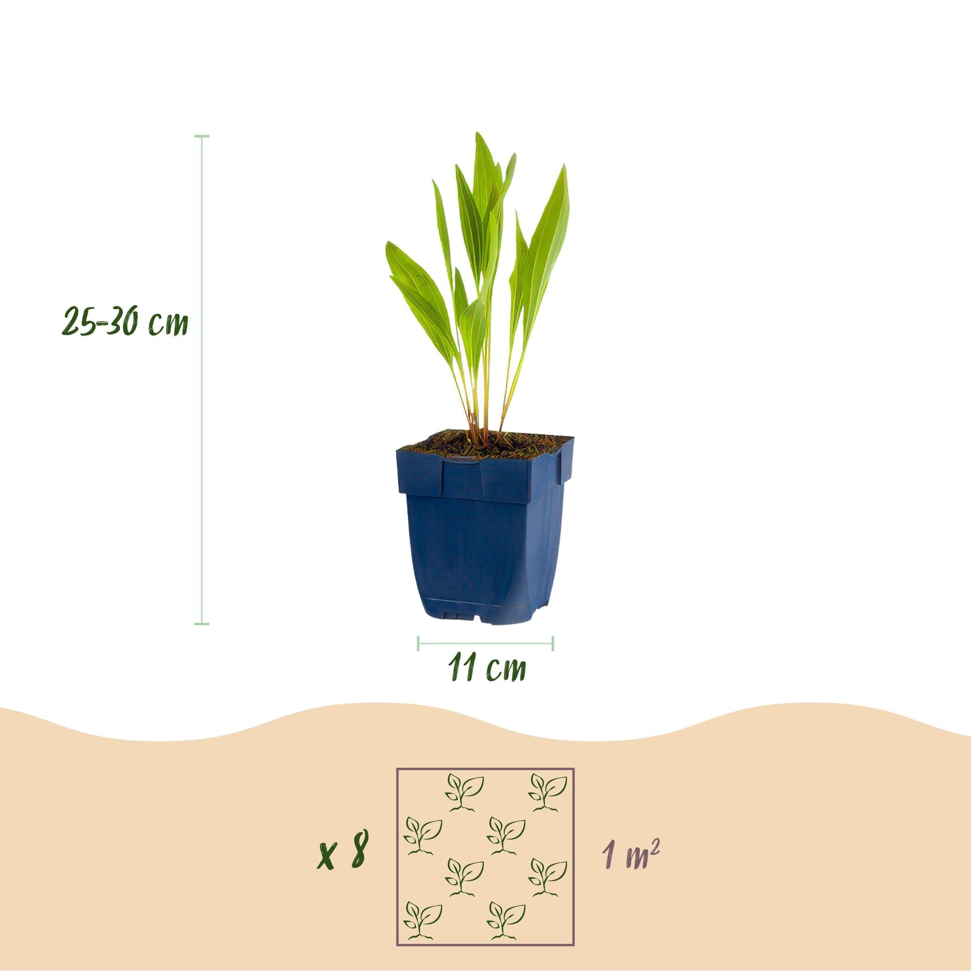 Staudenpaket – bienen - & schmetterlingsanziehend – 8 Stauden – für ca. 1 m² – verschiedene Farben – pflegeleicht – 11 cm Topf - Green Guardia - Ihr Experte für Schädlinge und Pflanzen