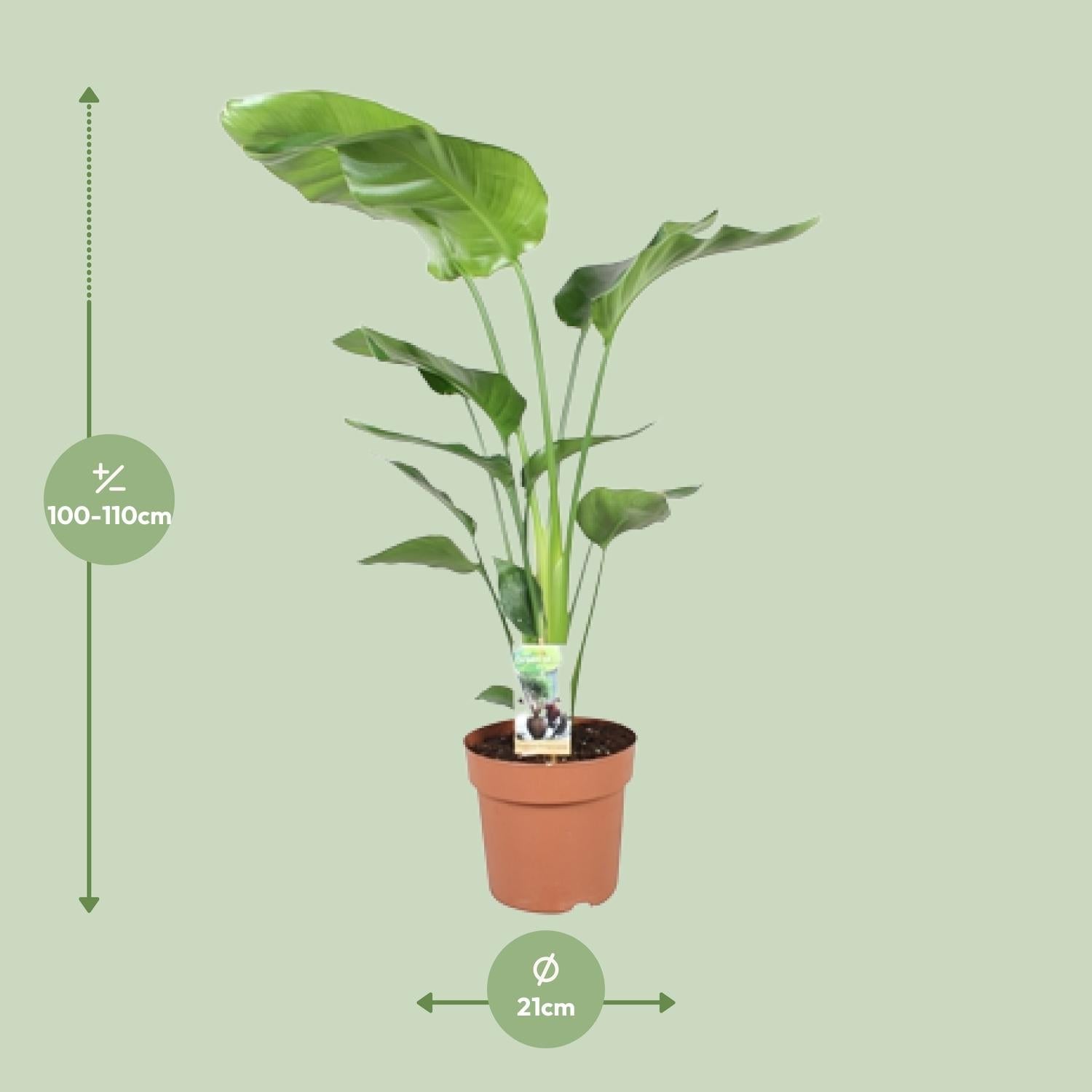 Strelitzia Nicolai – Weiße Paradiesvogelblume - 60 - 170 cm - Green Guardia - Ihr Experte für Schädlinge und Pflanzen