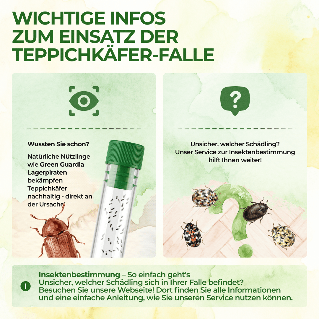 Teppichkäfer Falle - Green Guardia - Ihr Experte für Schädlinge und Pflanzen